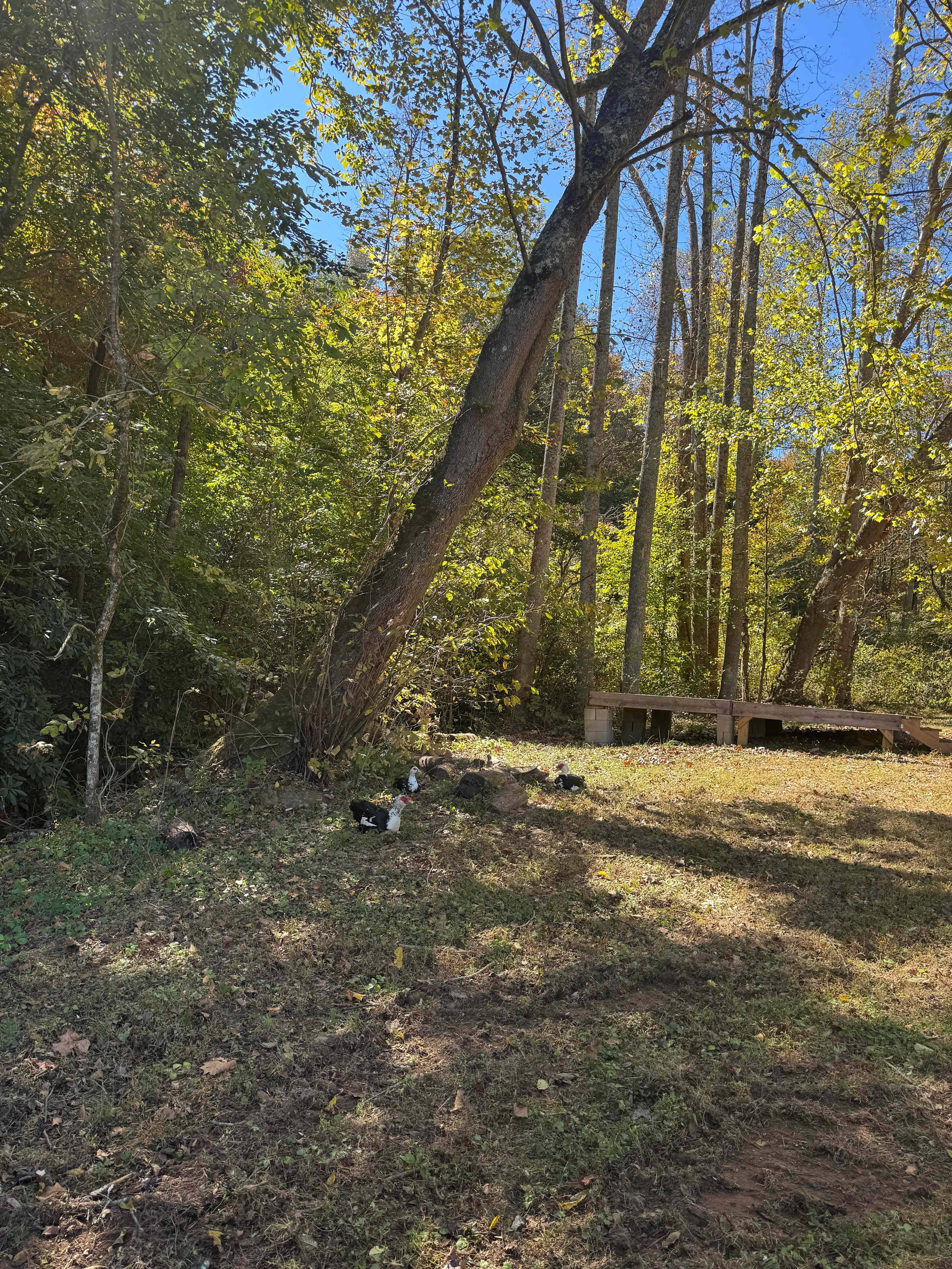 Mountain Farm Camping & Glamping