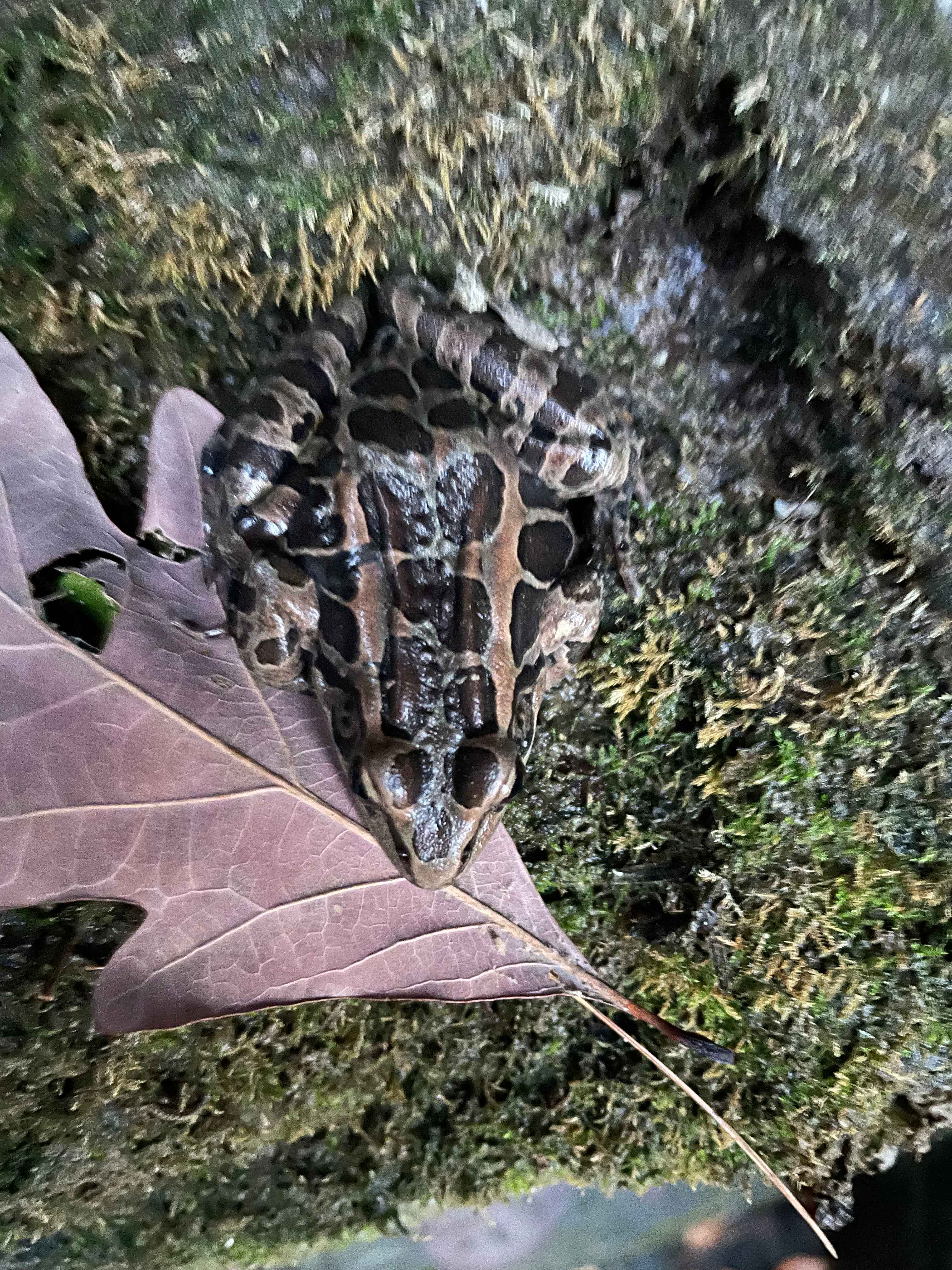 Pickerel Frog