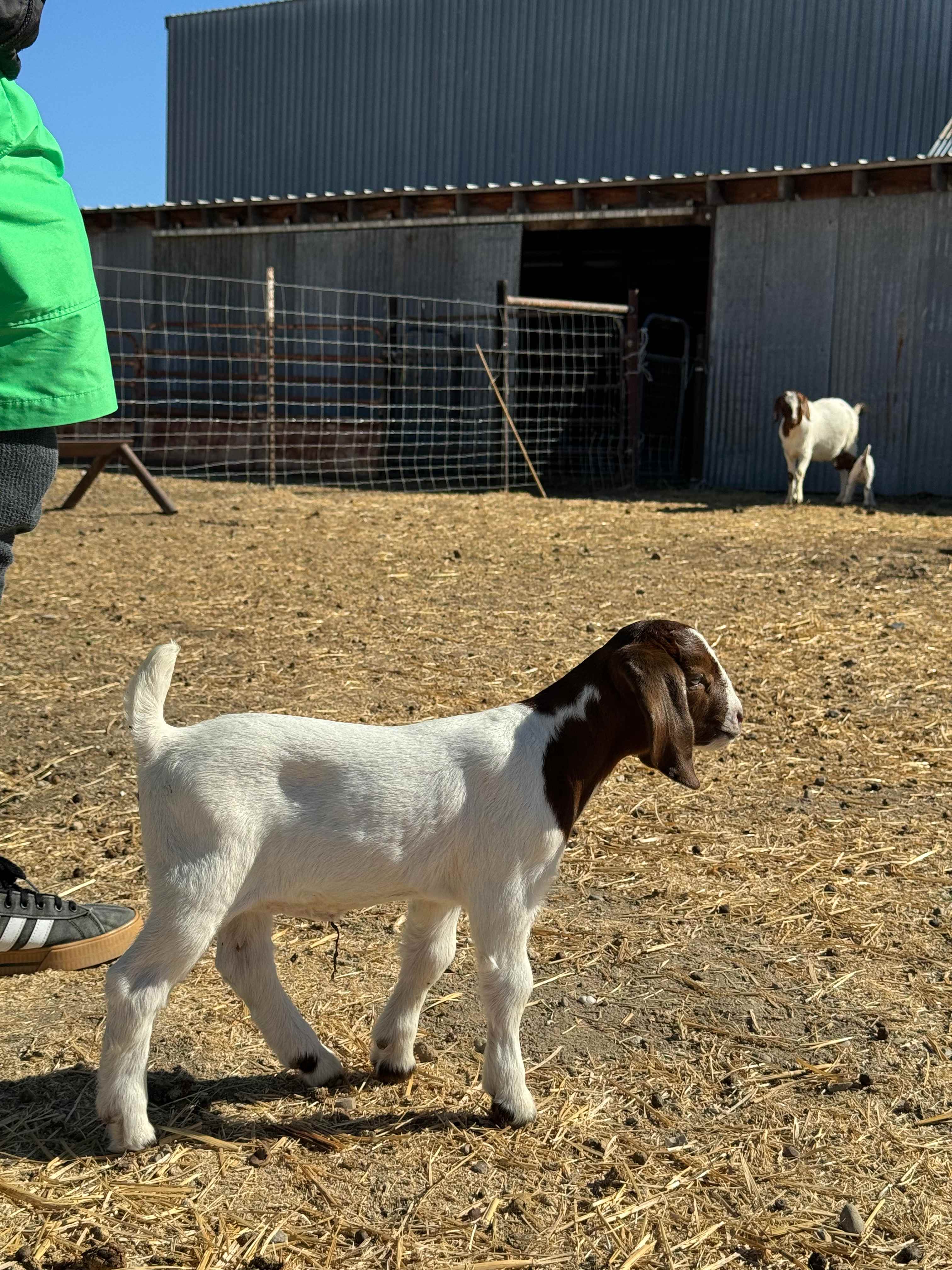 Farm tour featuring baby goats! 