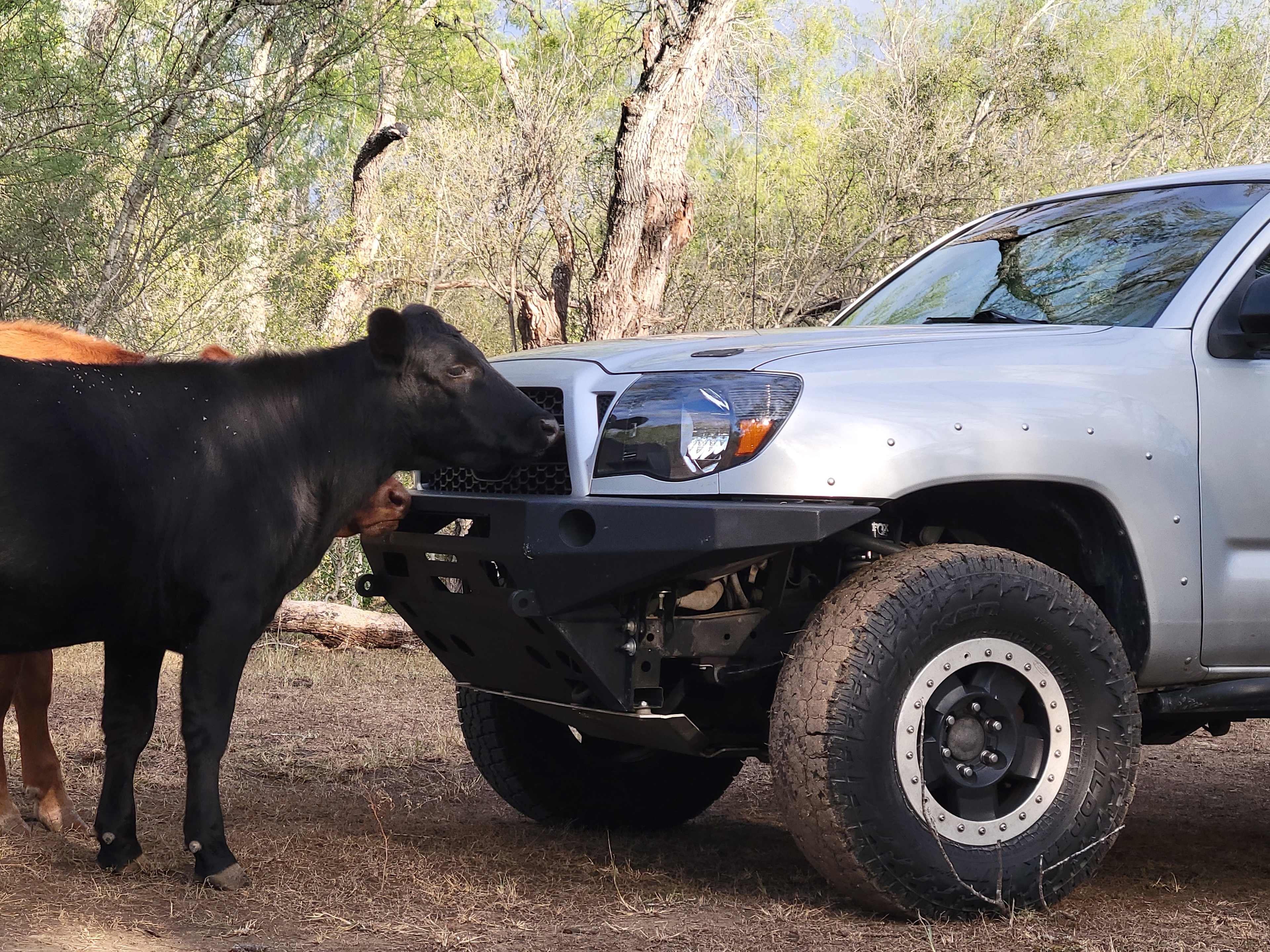 The friendly cows I mentioned earlier. Seen here they are washing my truck for me