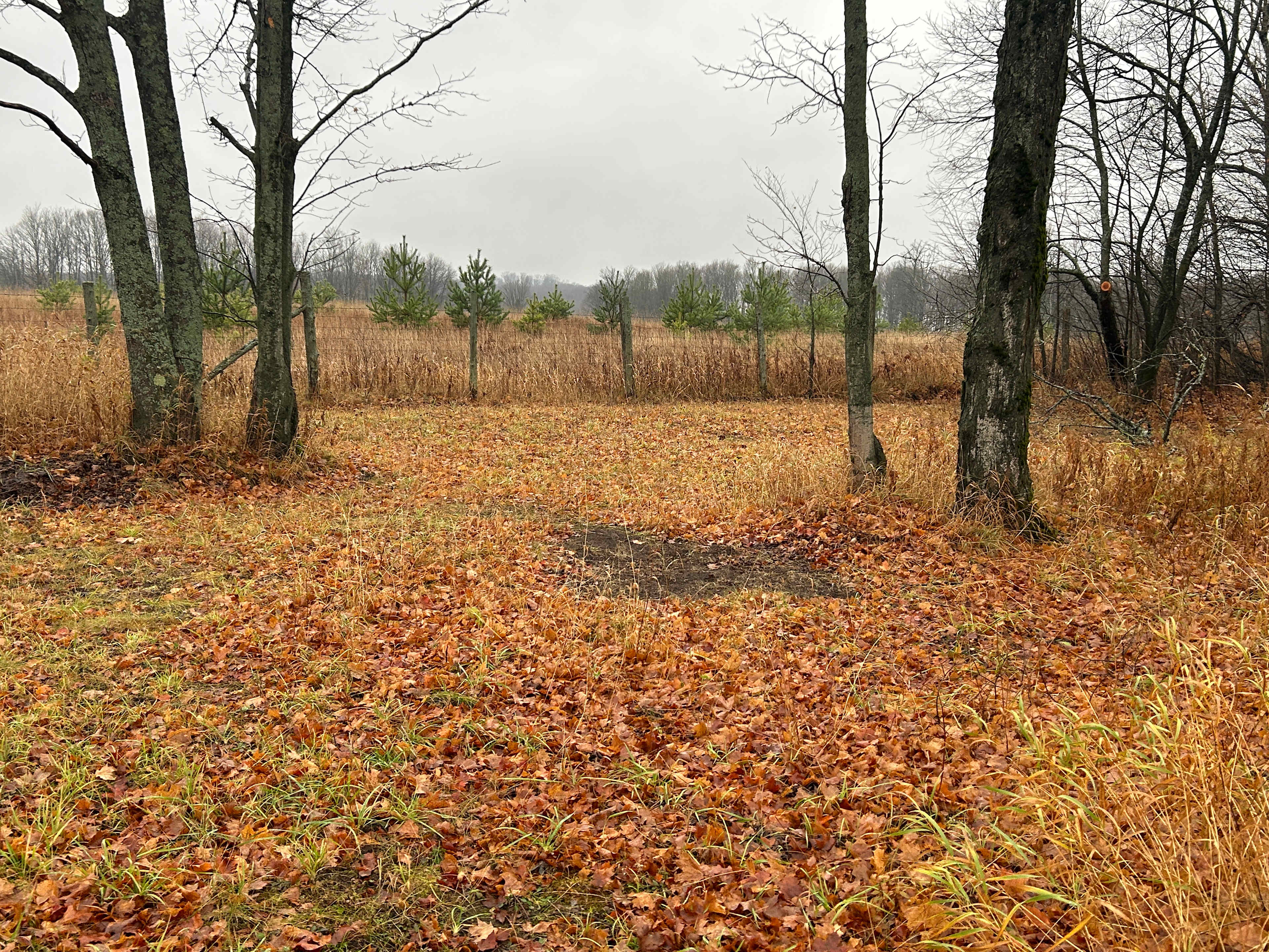 Serene sites on 3+ Acres