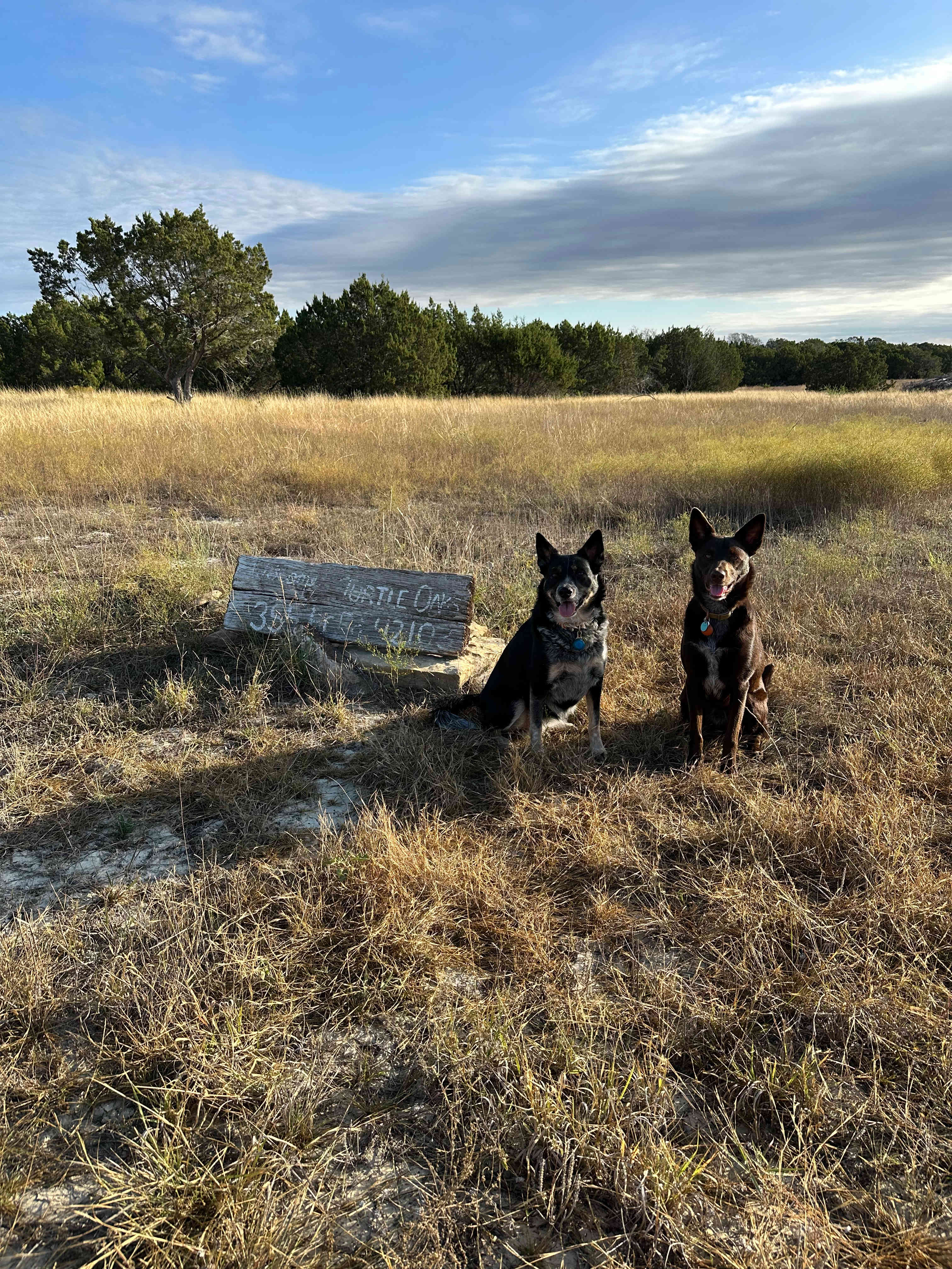 Happy dogs!