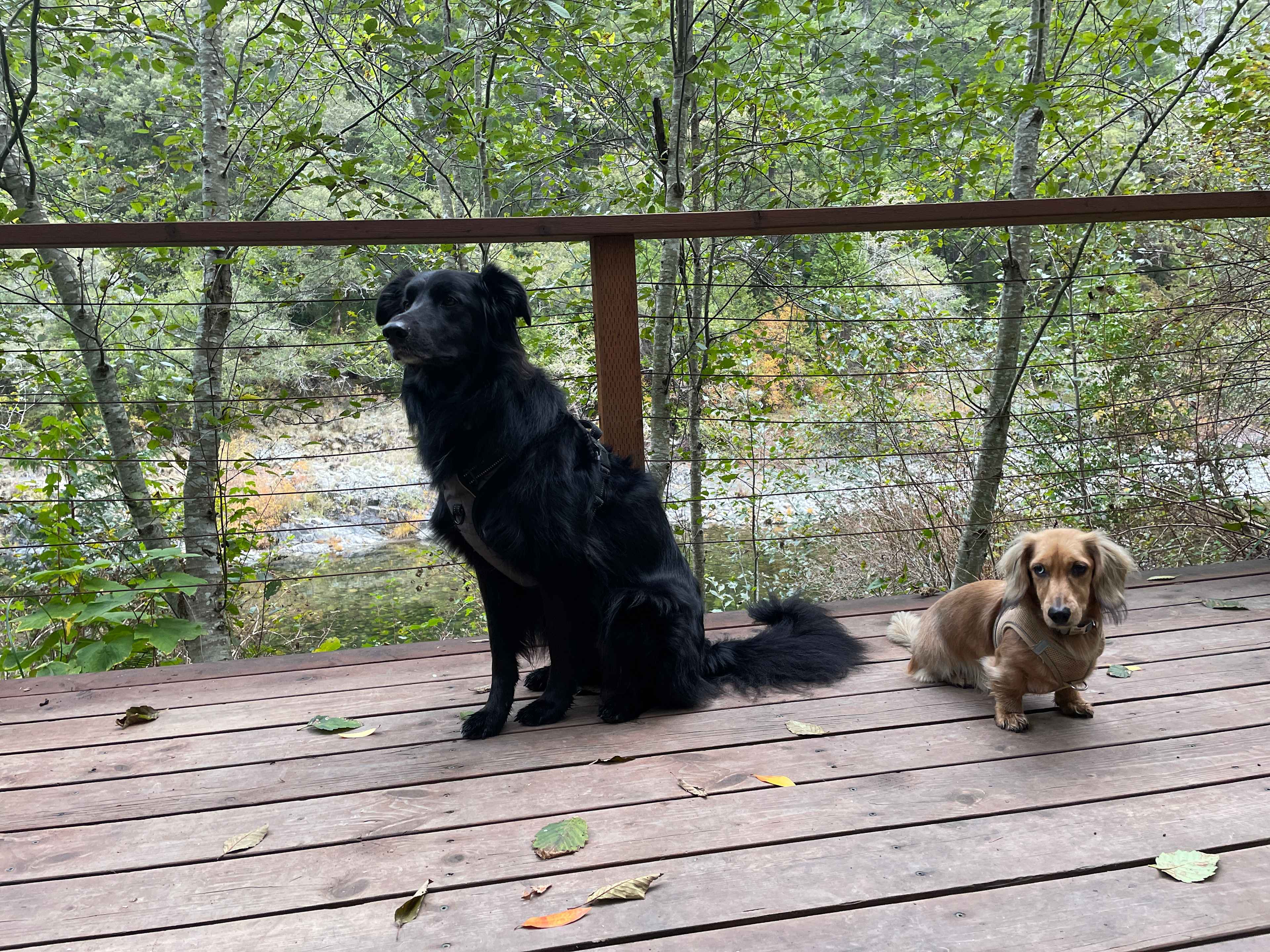 Off leash but stayed close!
