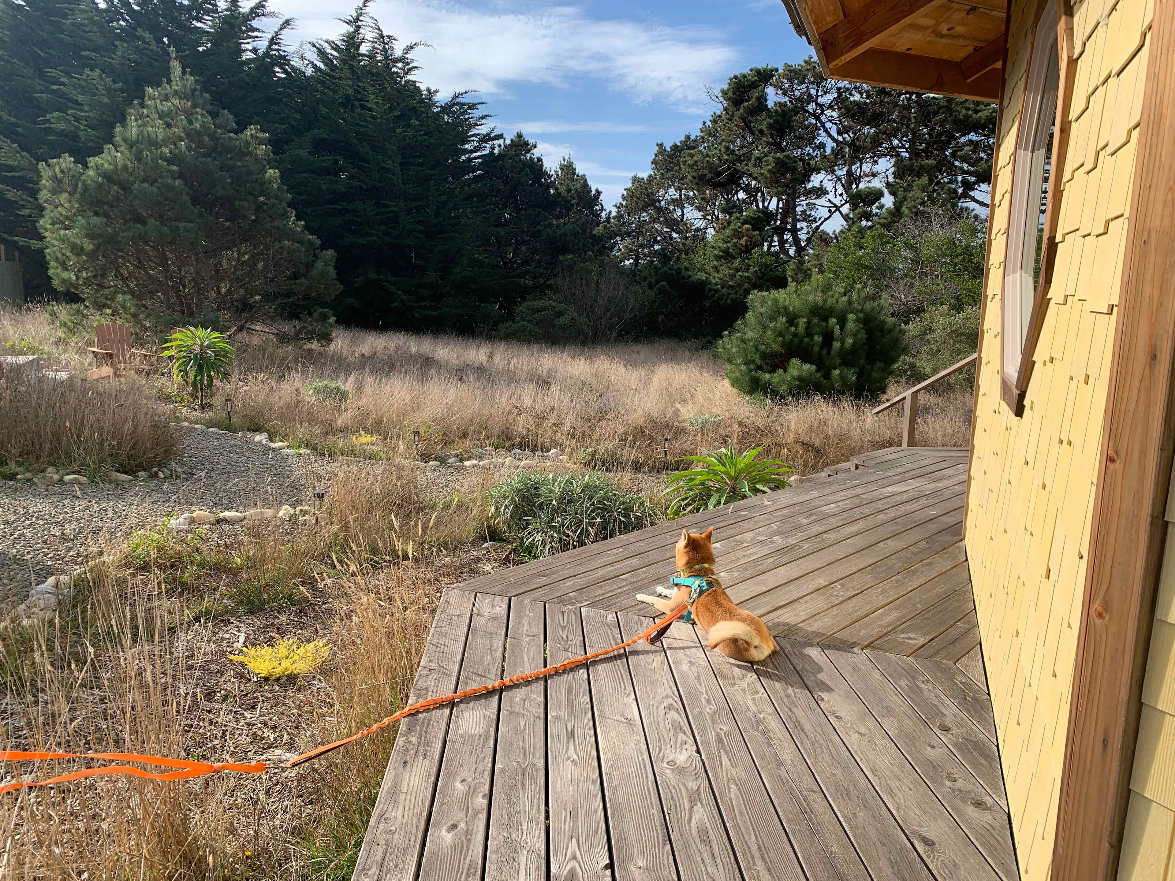 Our dog taking it all in