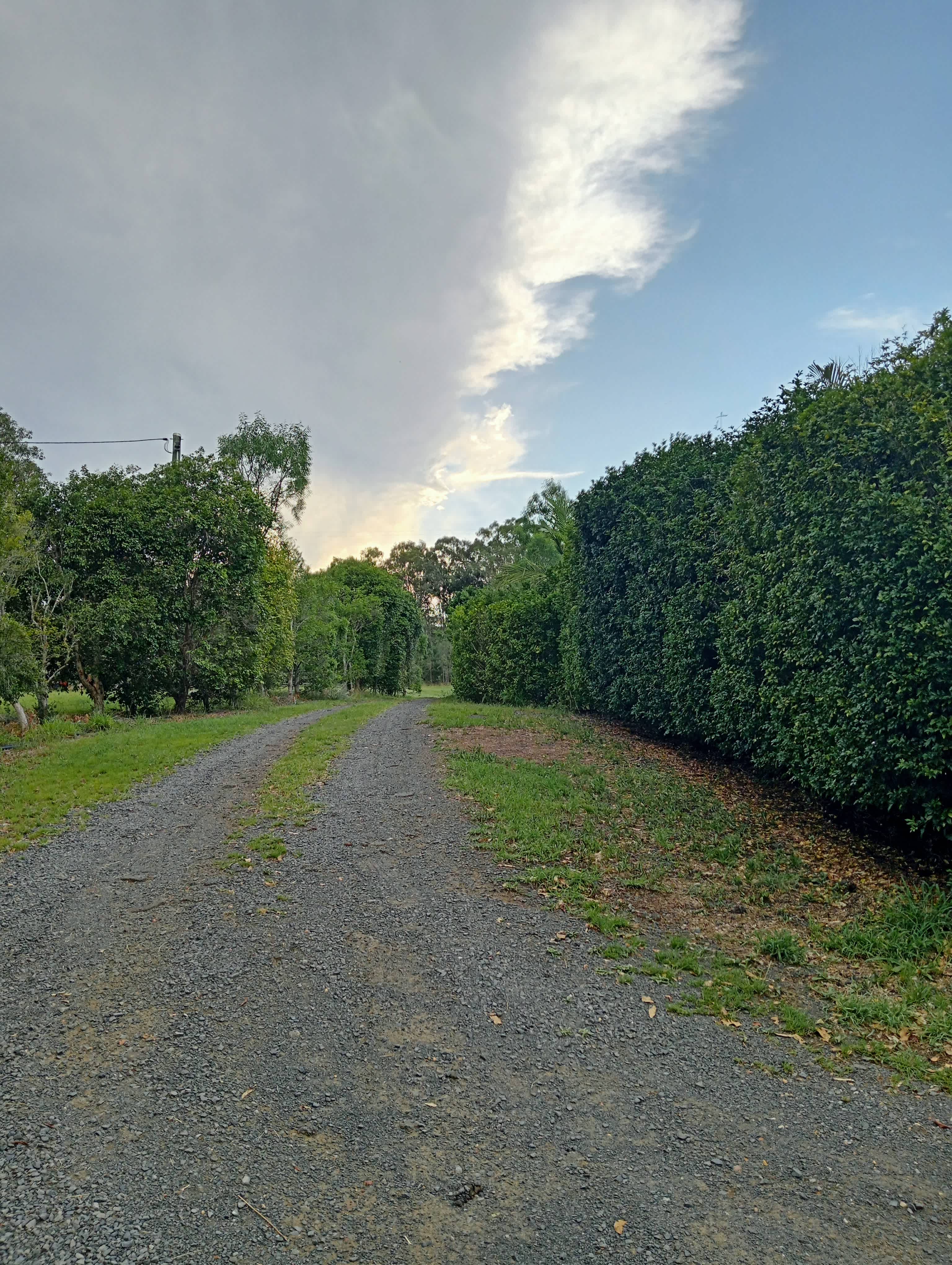 Lilly Pilly Lane