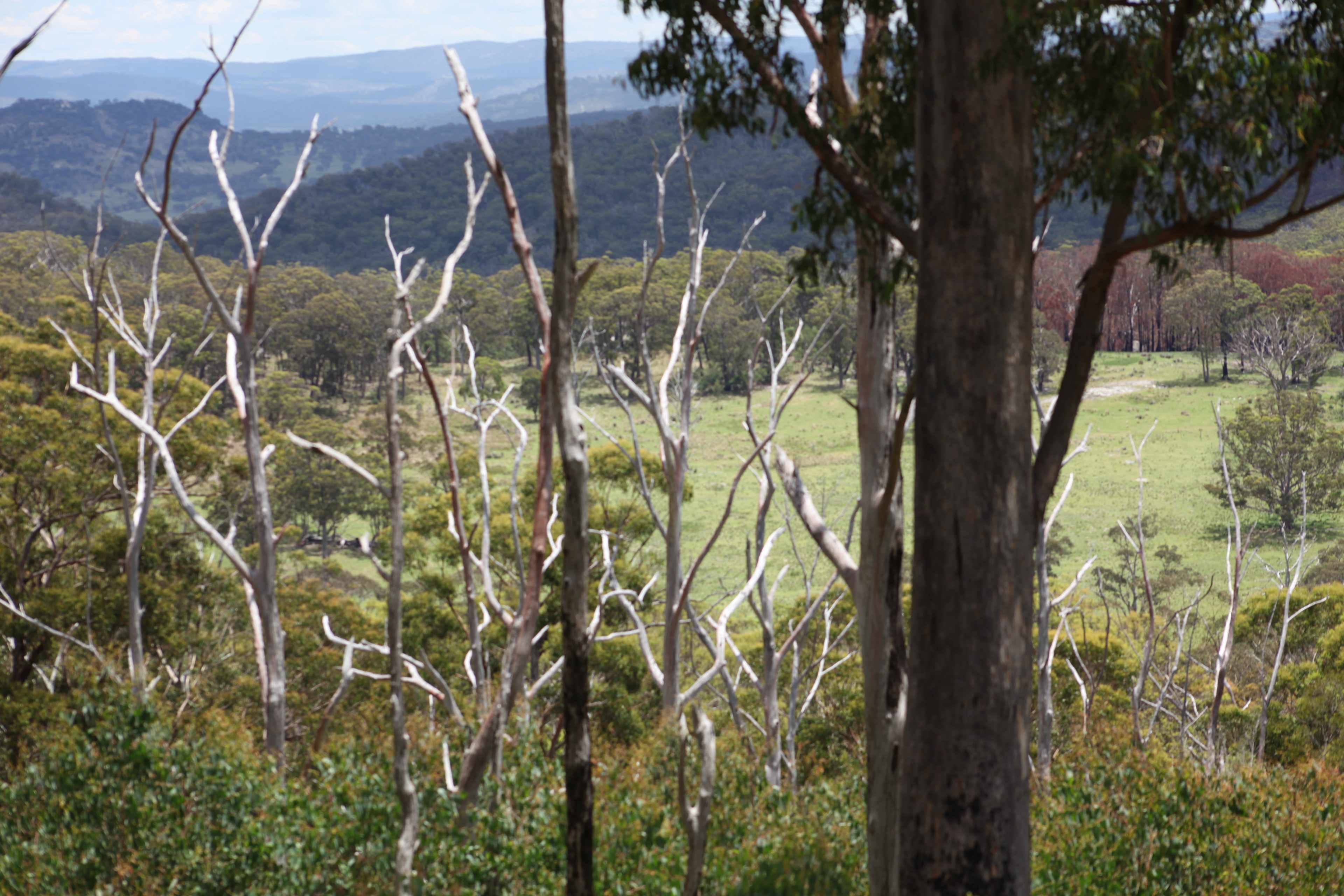 BAJIMBA Eco Camping and Farm Stay
