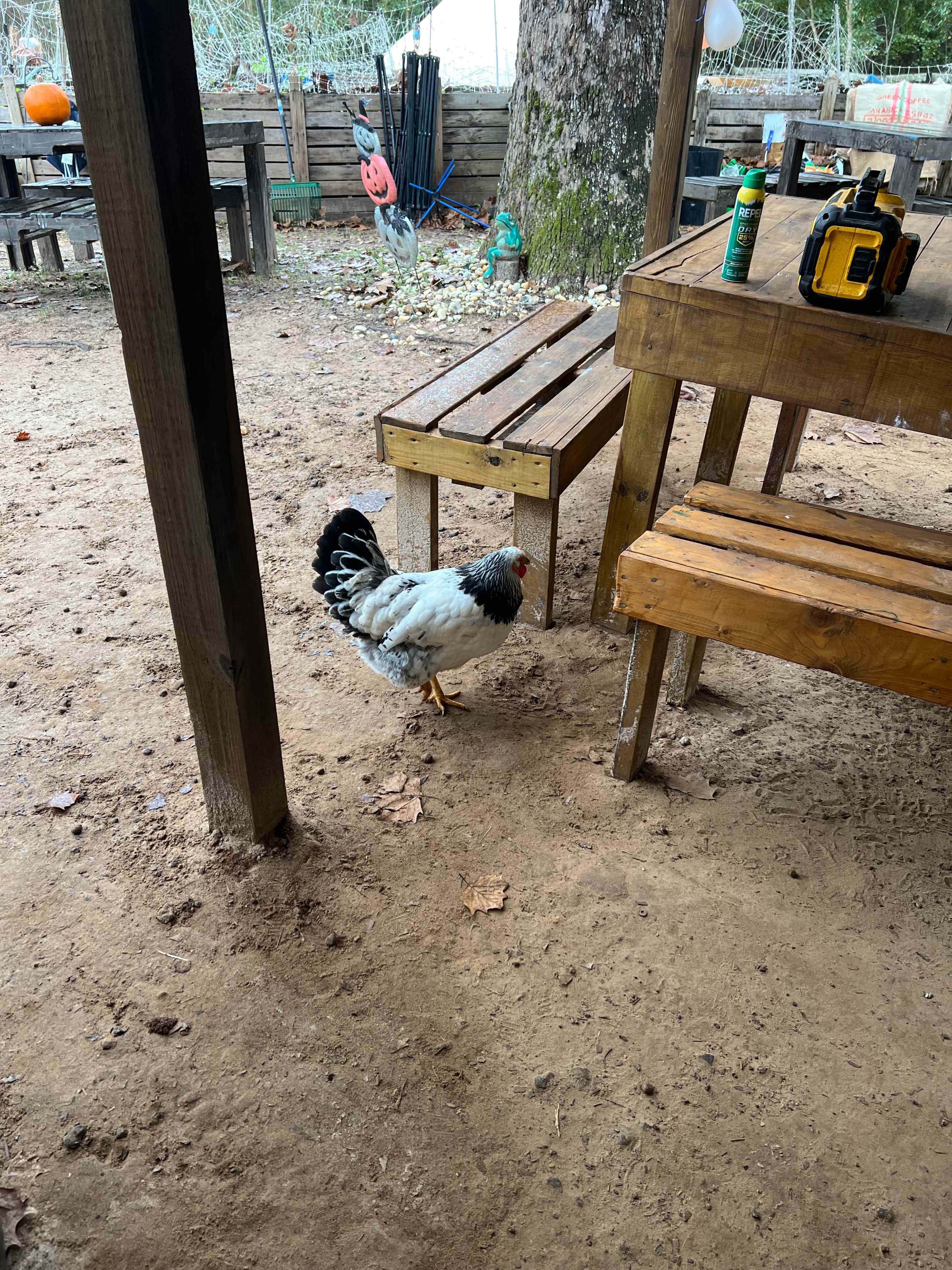 SandyLand Farmstay GlampingTherapy