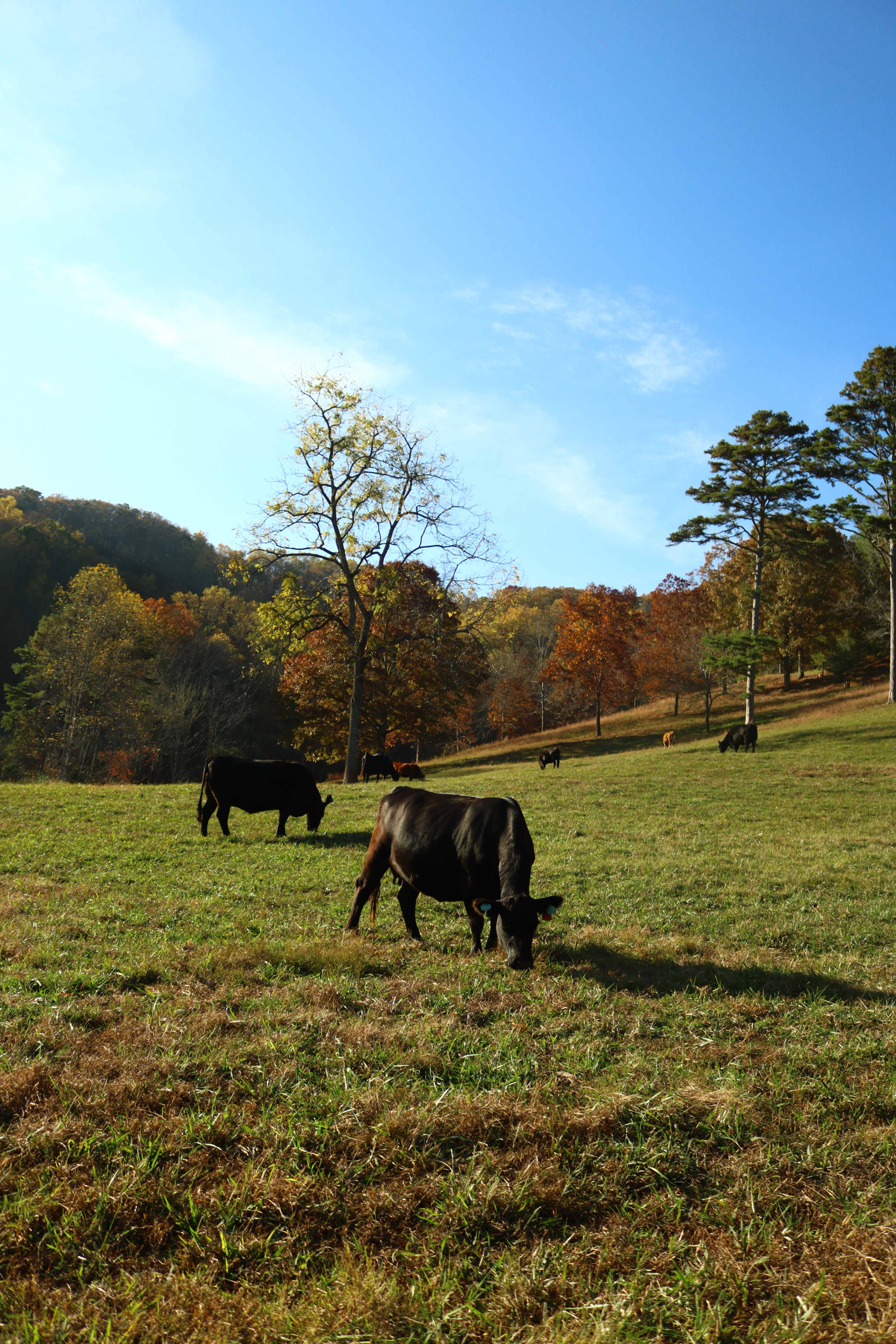 Walnut Hollow Ranch