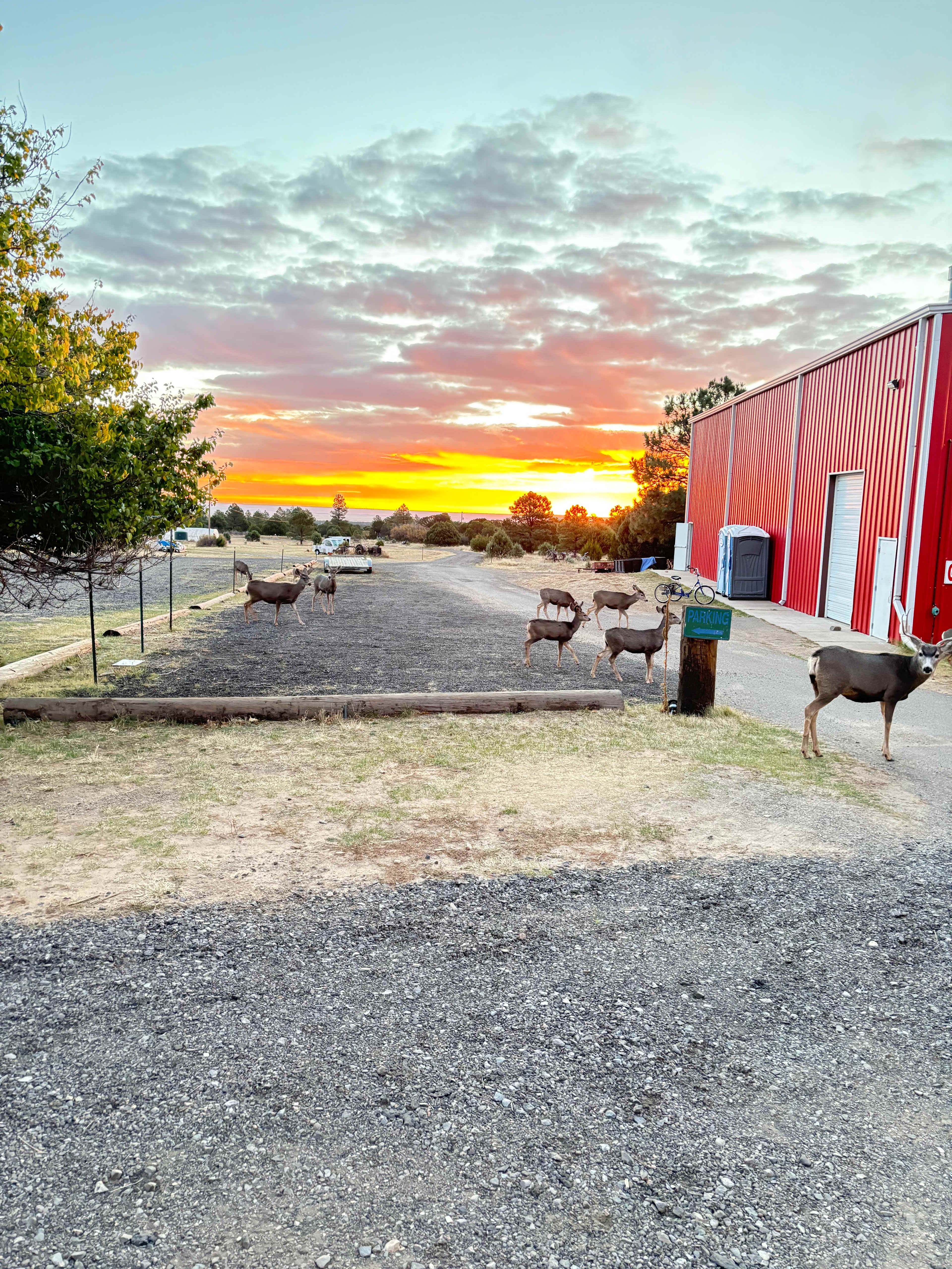 Beautiful sunrise with deer walking around our RV.