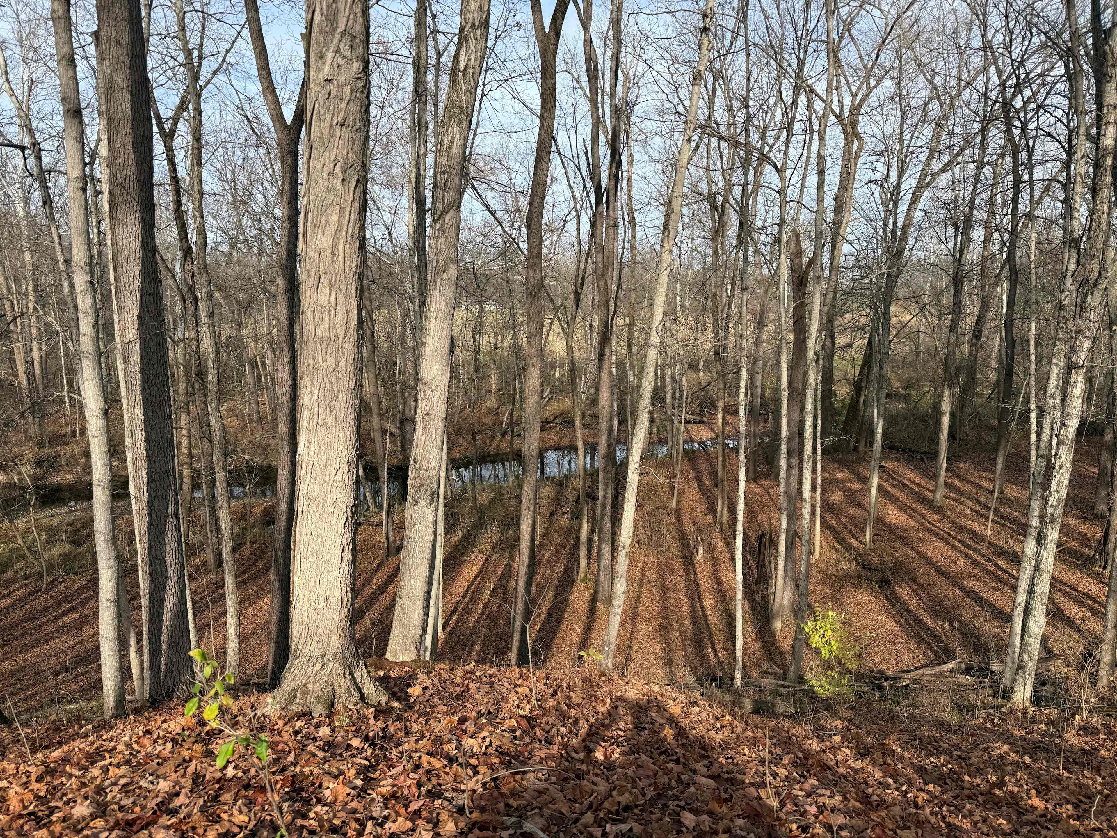 The McIntosh Pines