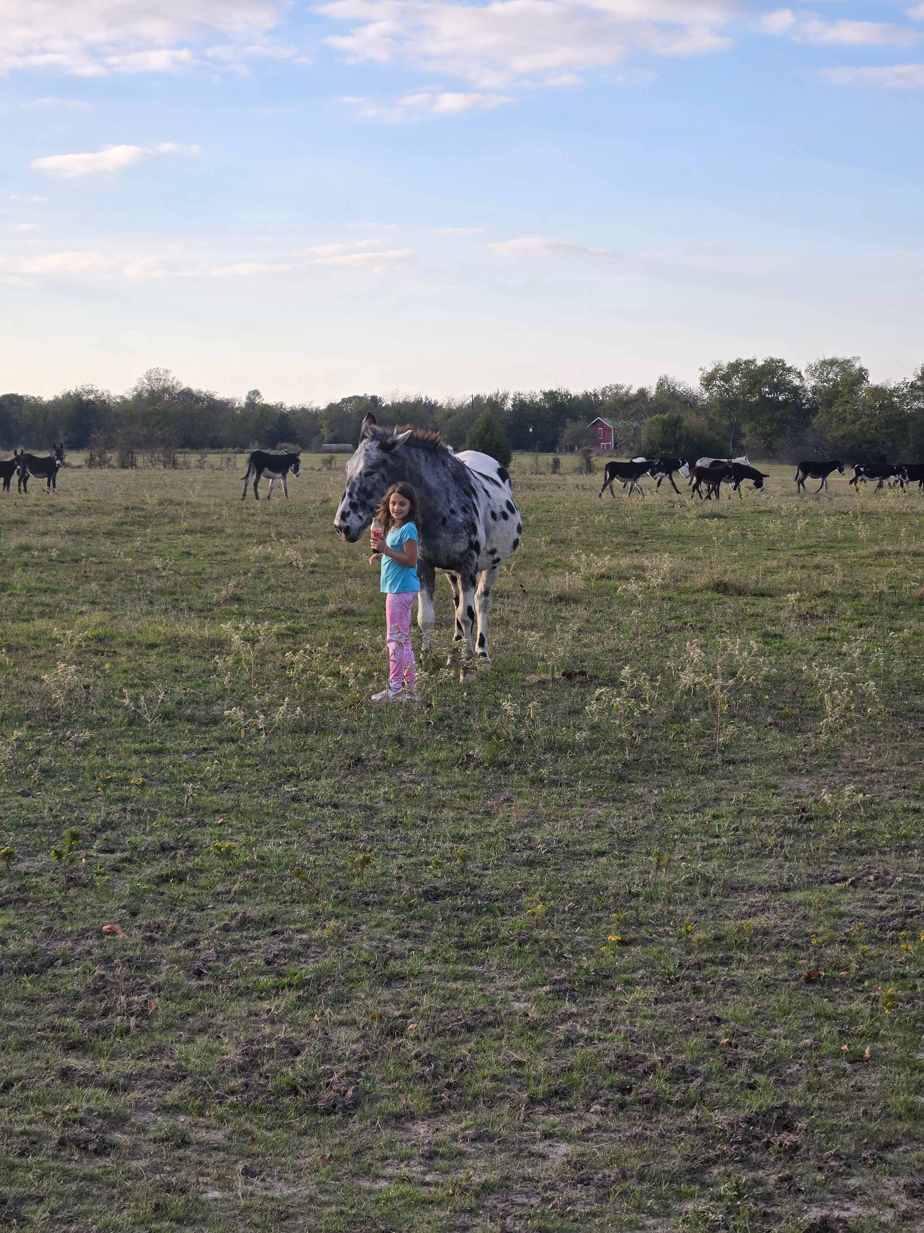 Sleep Under the Pecan Trees