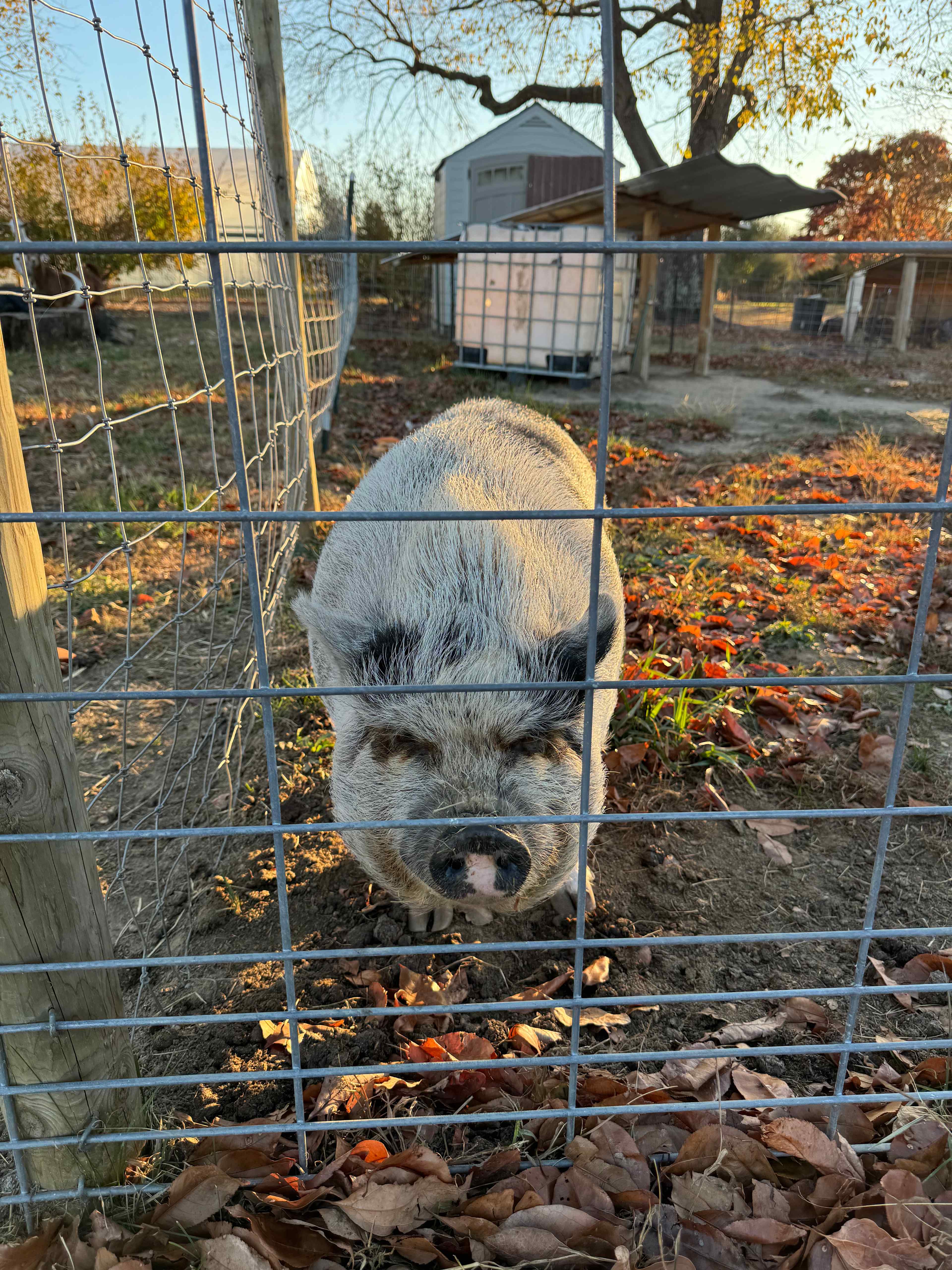 Mr. Friendly
