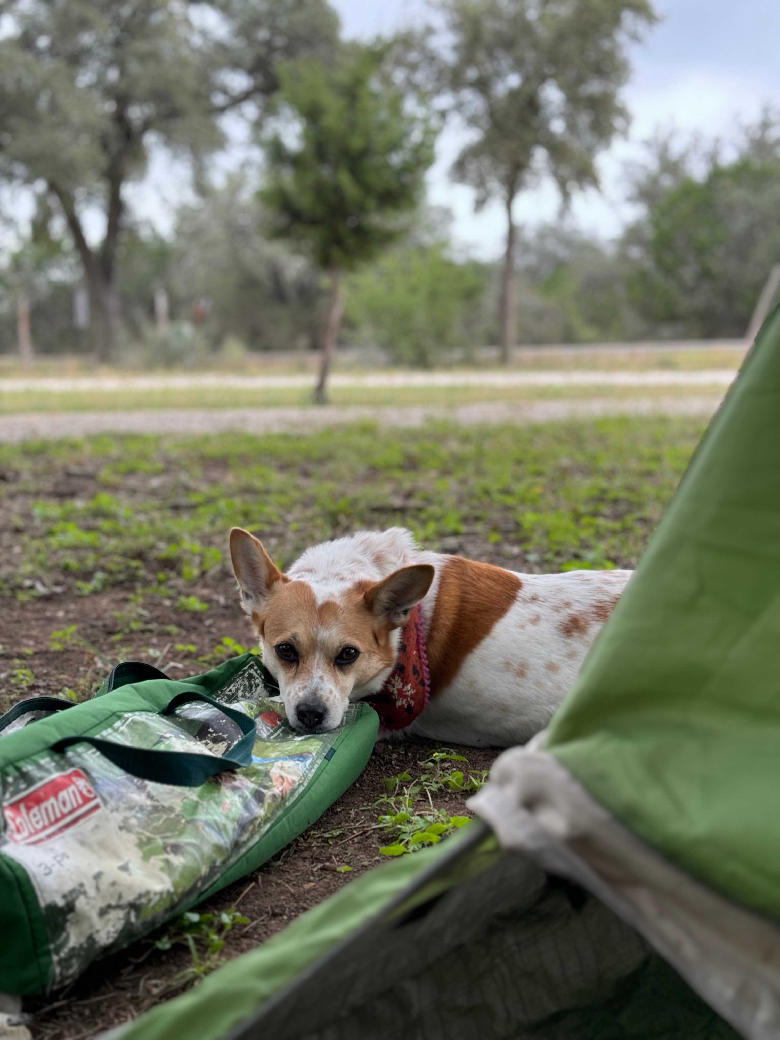 Dog friendly
