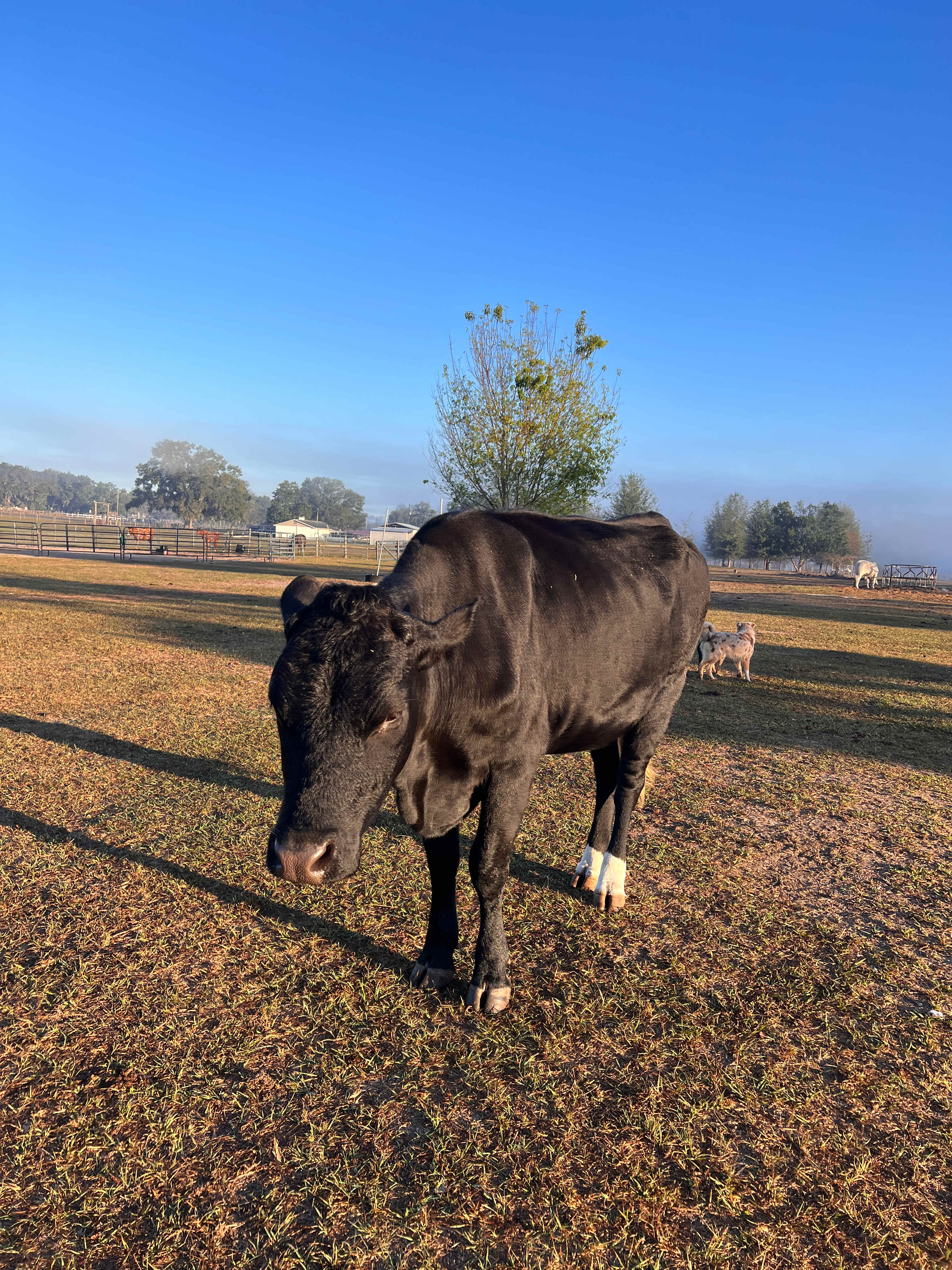 Florida Farm School & Animal Rescue