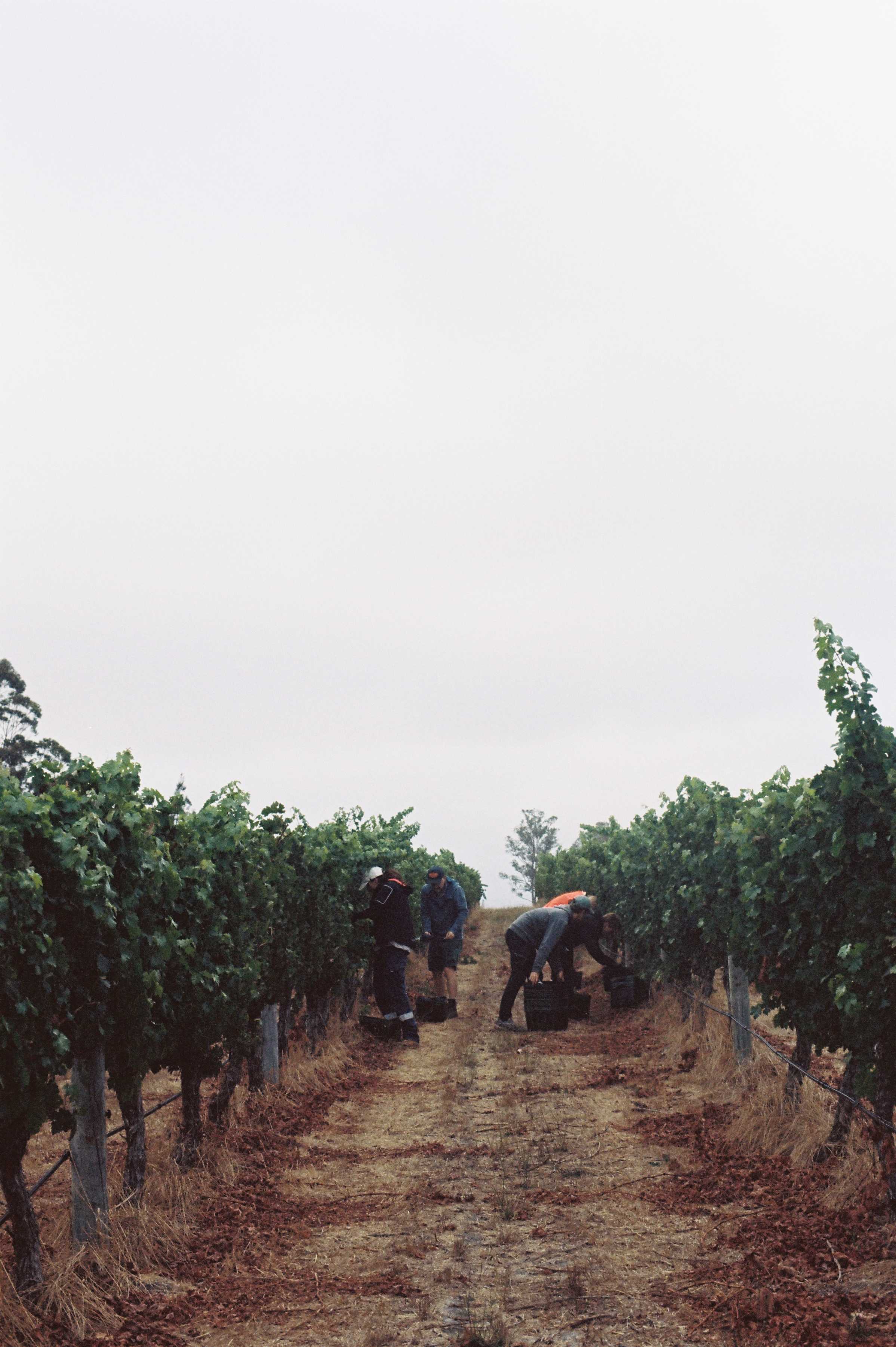 Margaret River - Rosa Glen Farm