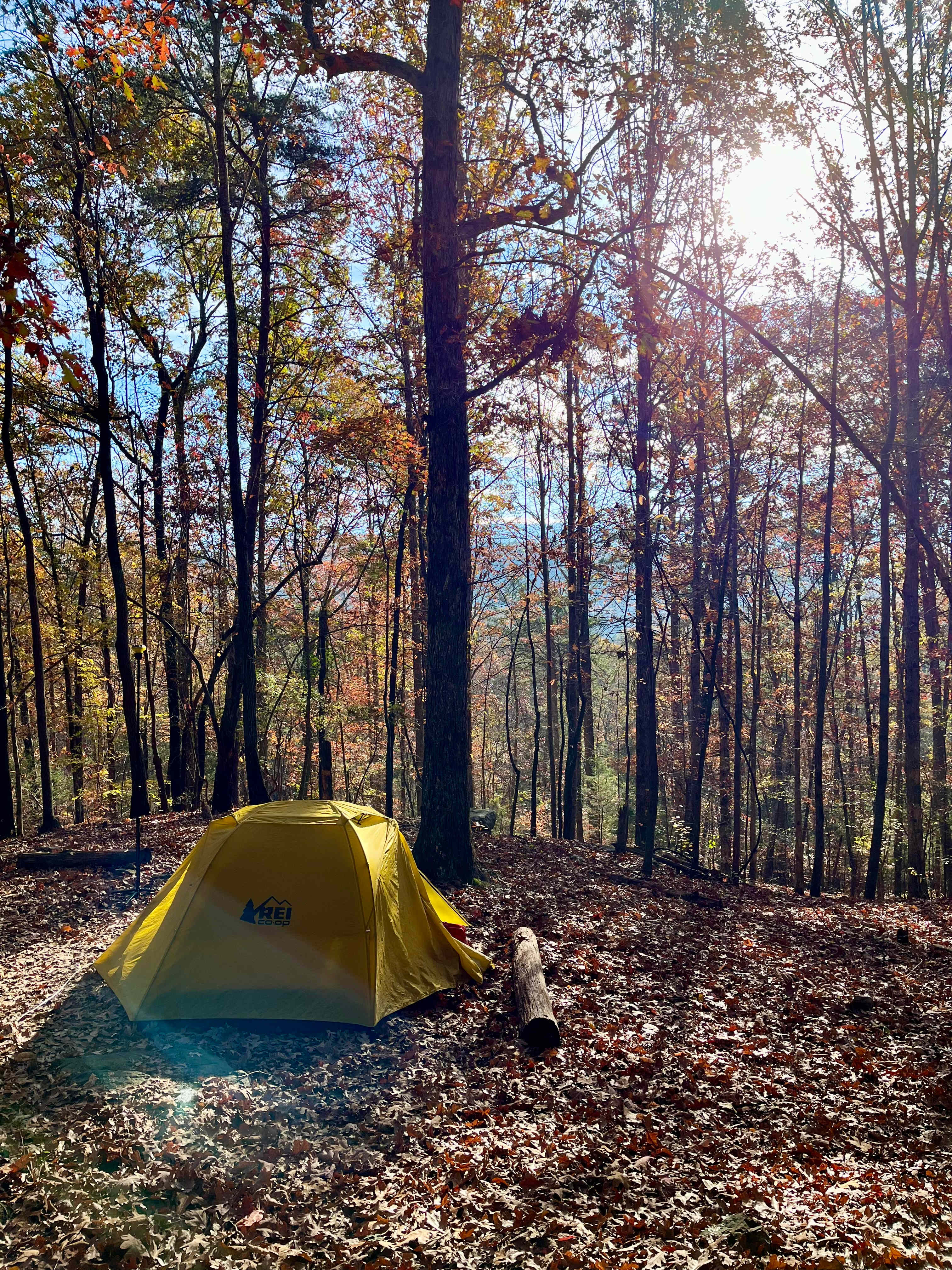 Forest at Sand Mountain