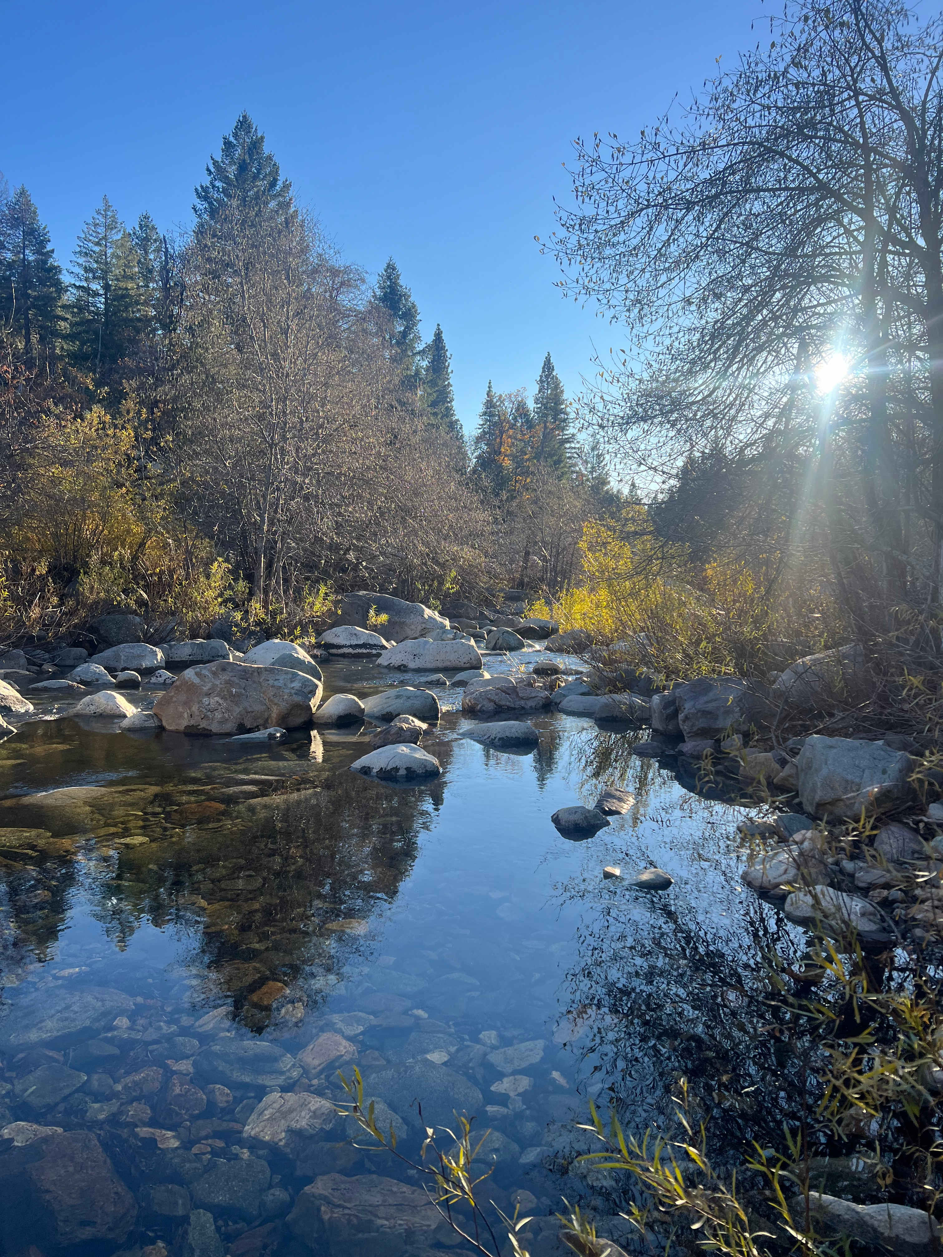 Victoria Forest