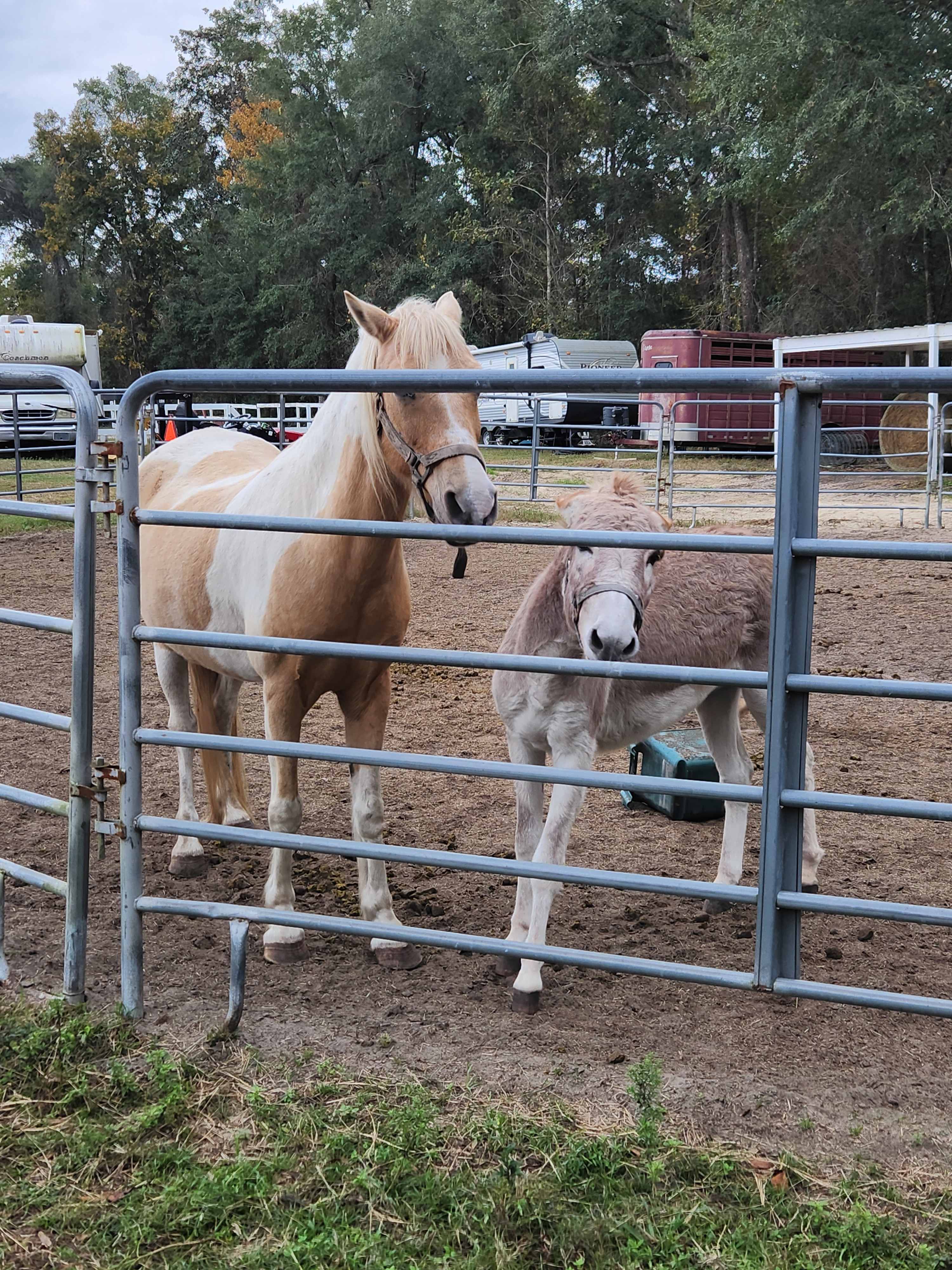 Crazy 8 Ranch & 4 Steps Horse Rescue
