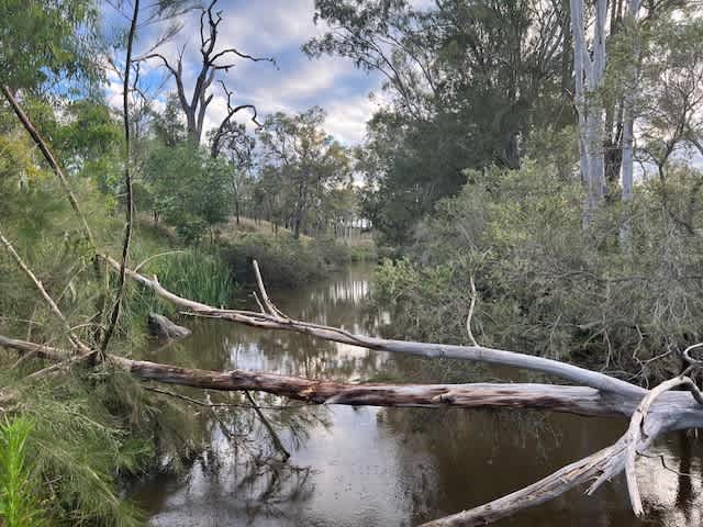 The Creek Thane. Fish or Swim