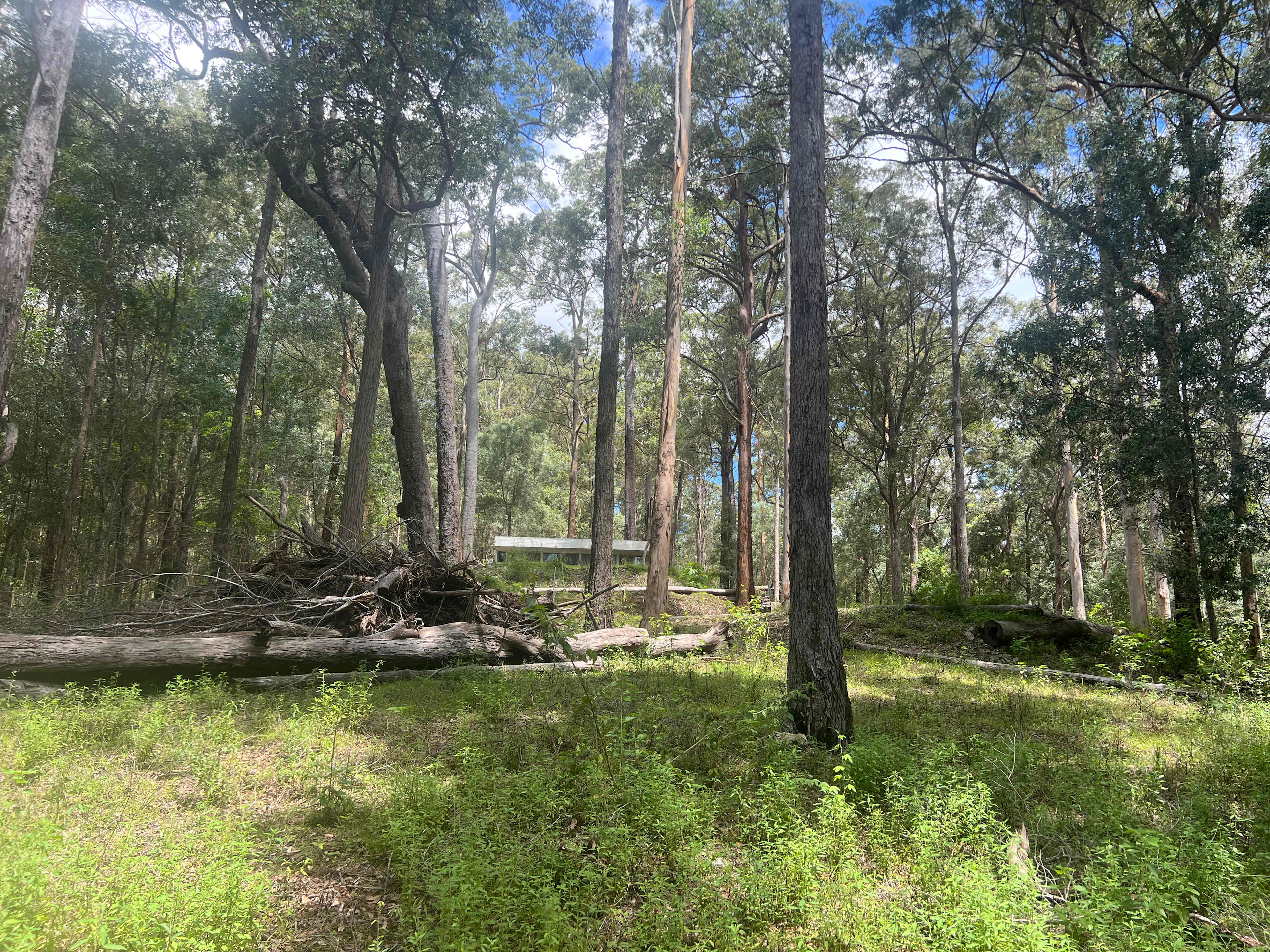 Forest Nook