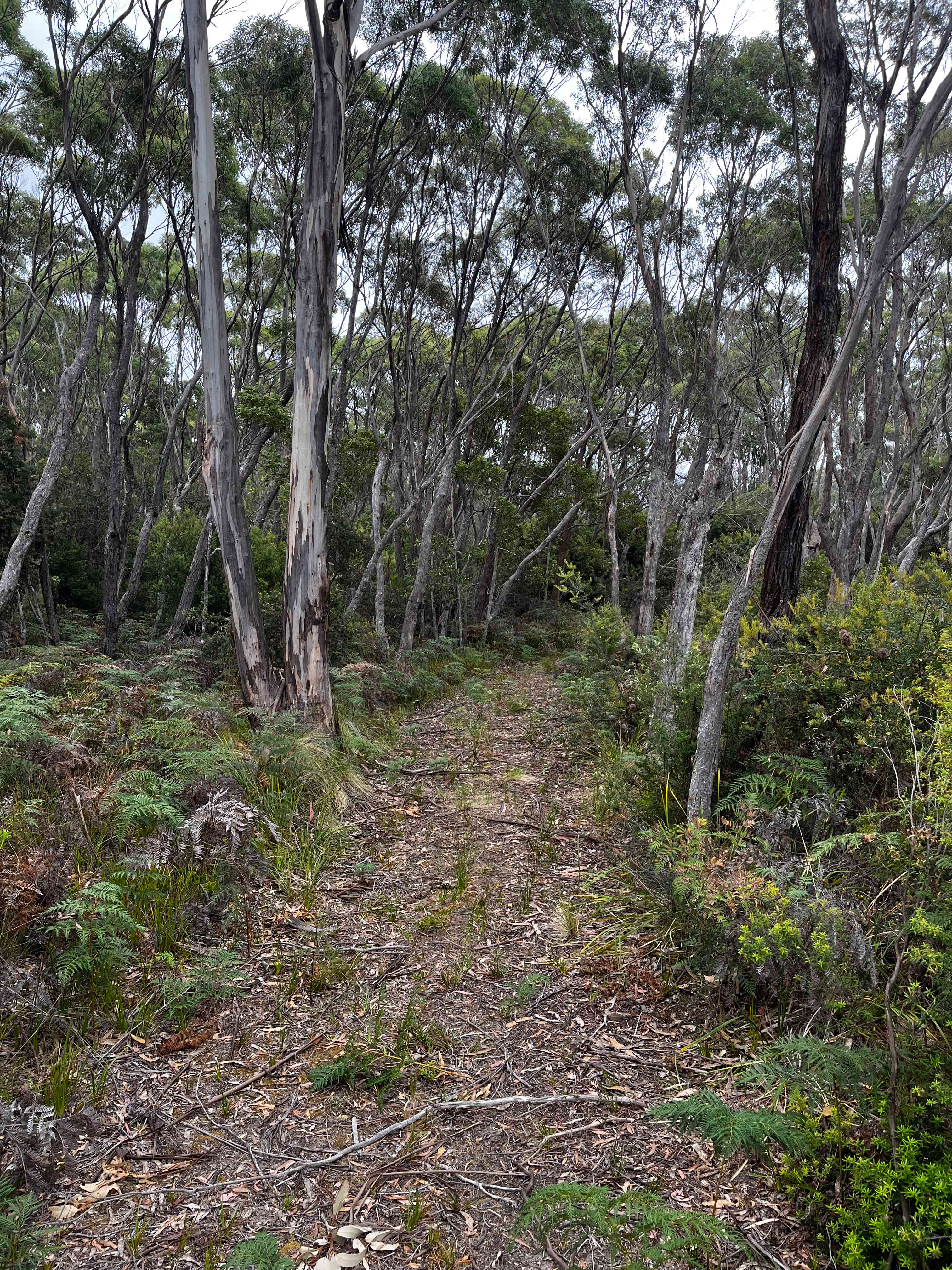 A very short walk through a clearly formed path will have you on the ocean beach in minutes. 