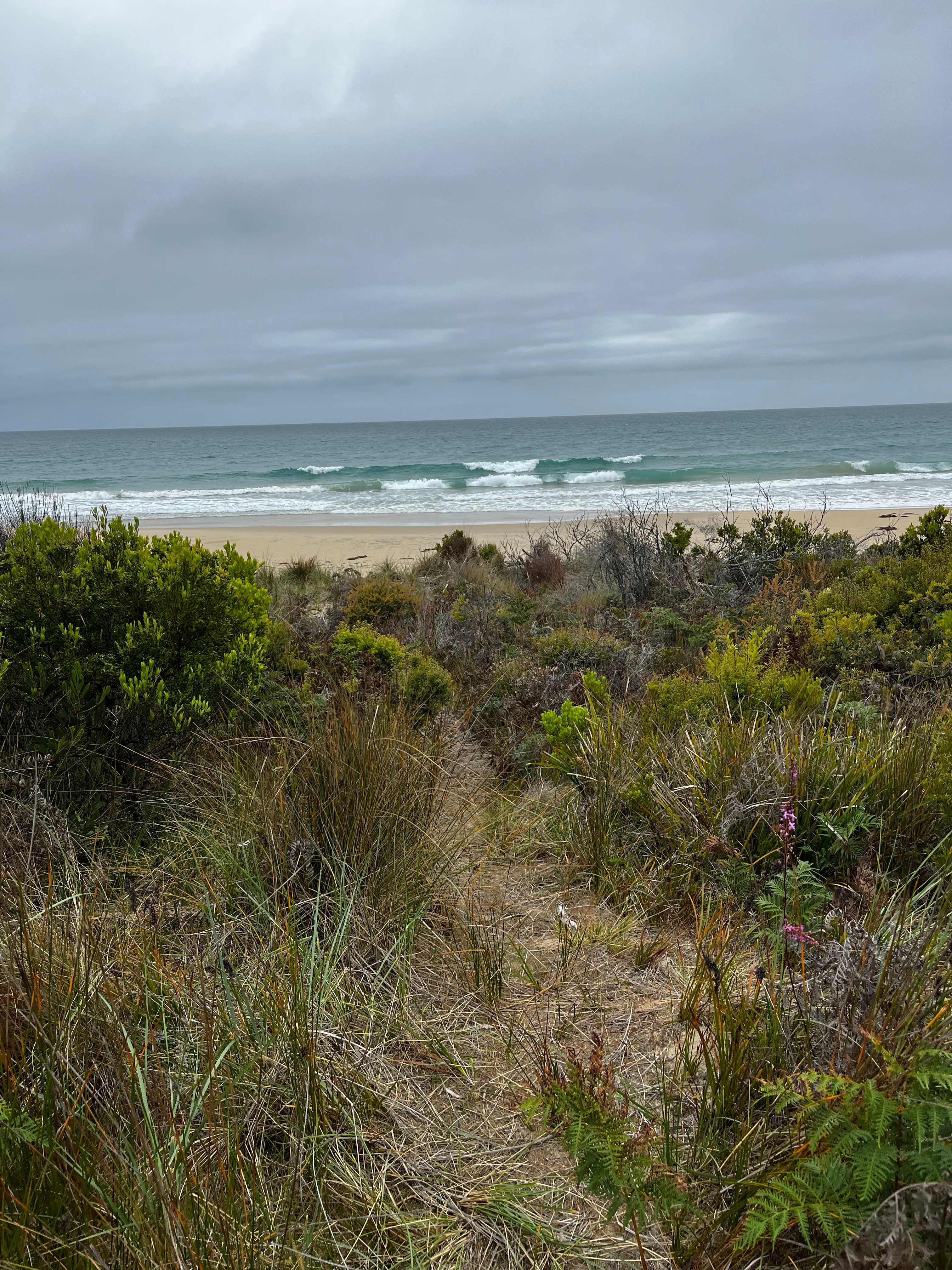 Bruny Island Long Neck