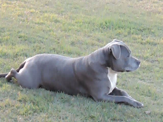 Sunrise Quarter Horse Stud