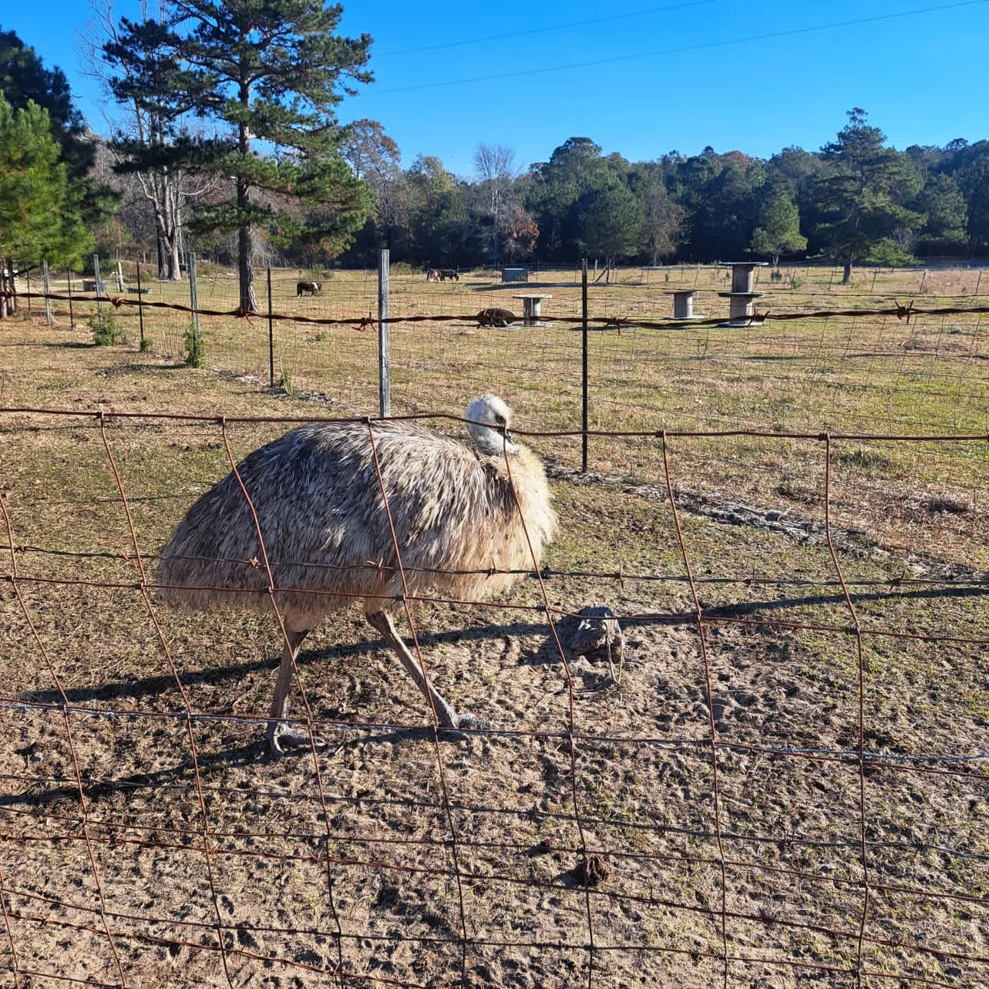 Piney Hills Campground