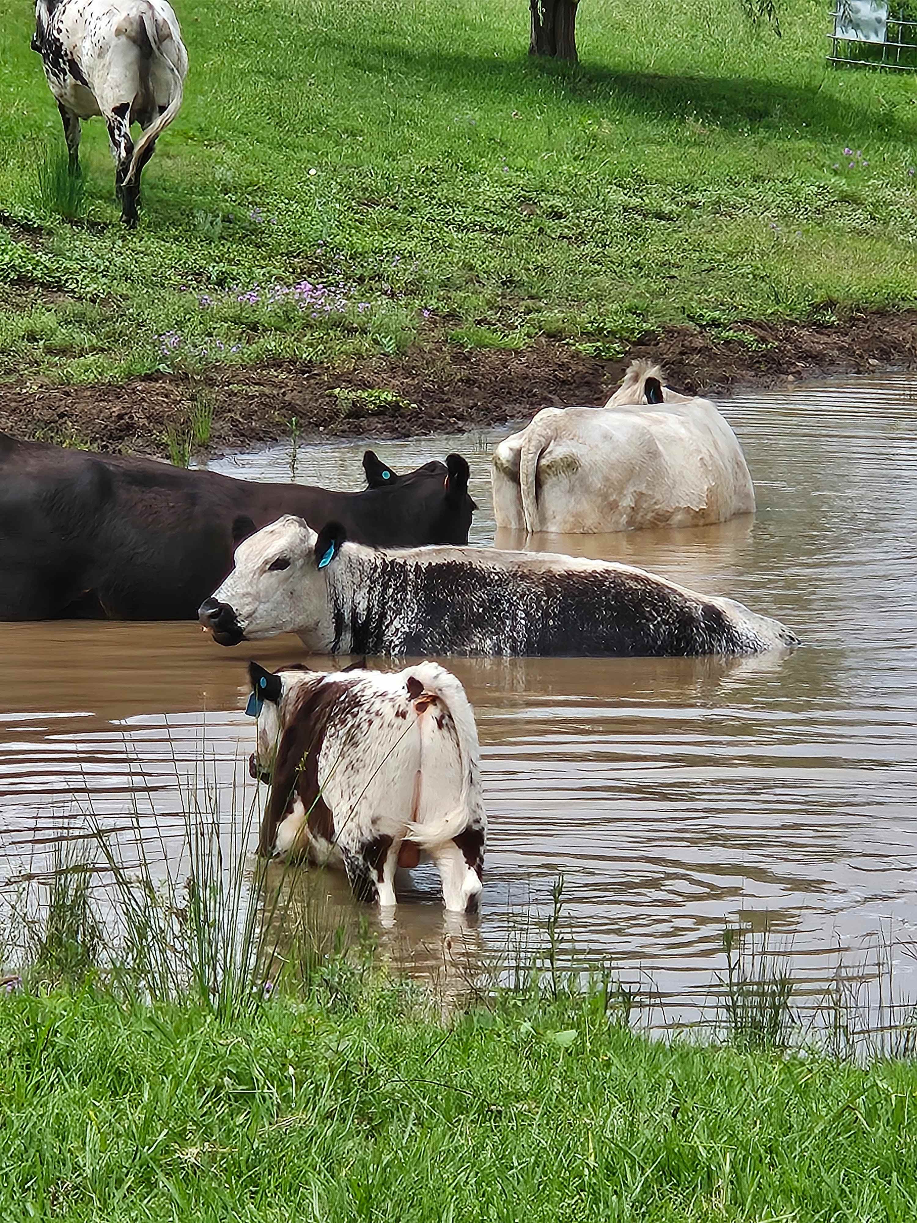 Hopetoun Hills Toowoomba