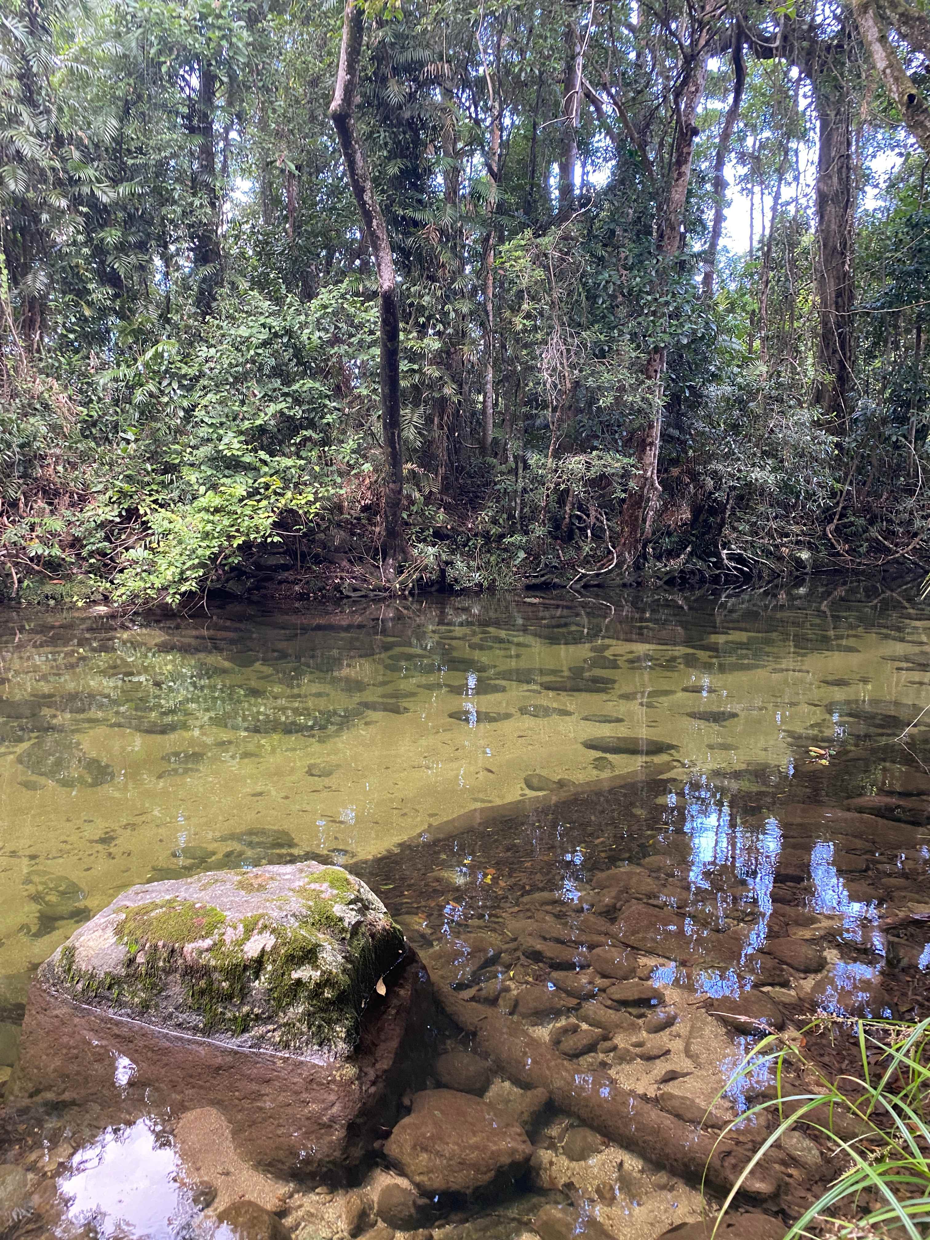 Rainforest Stream Near Cairns
