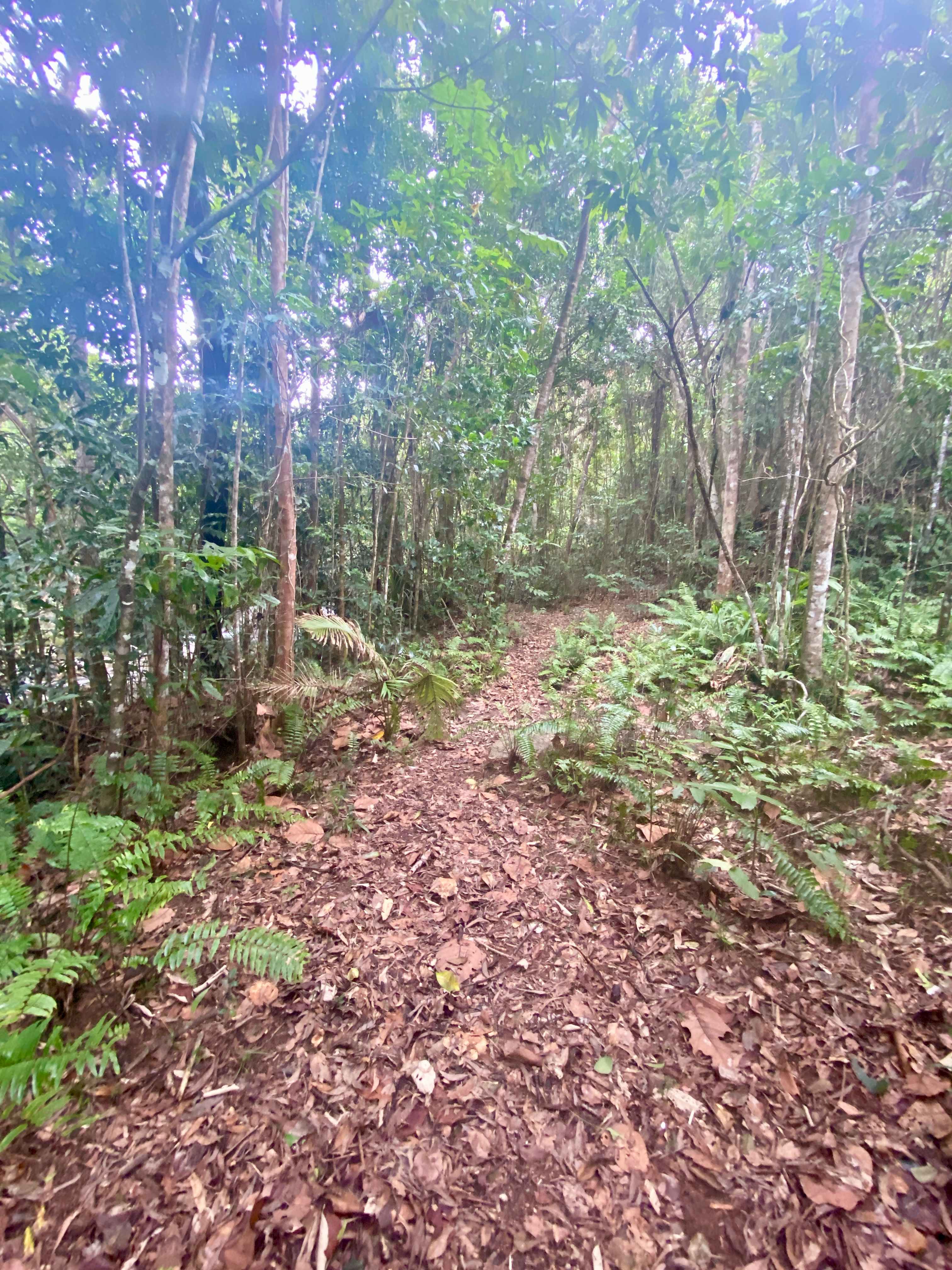 Rainforest Stream Near Cairns