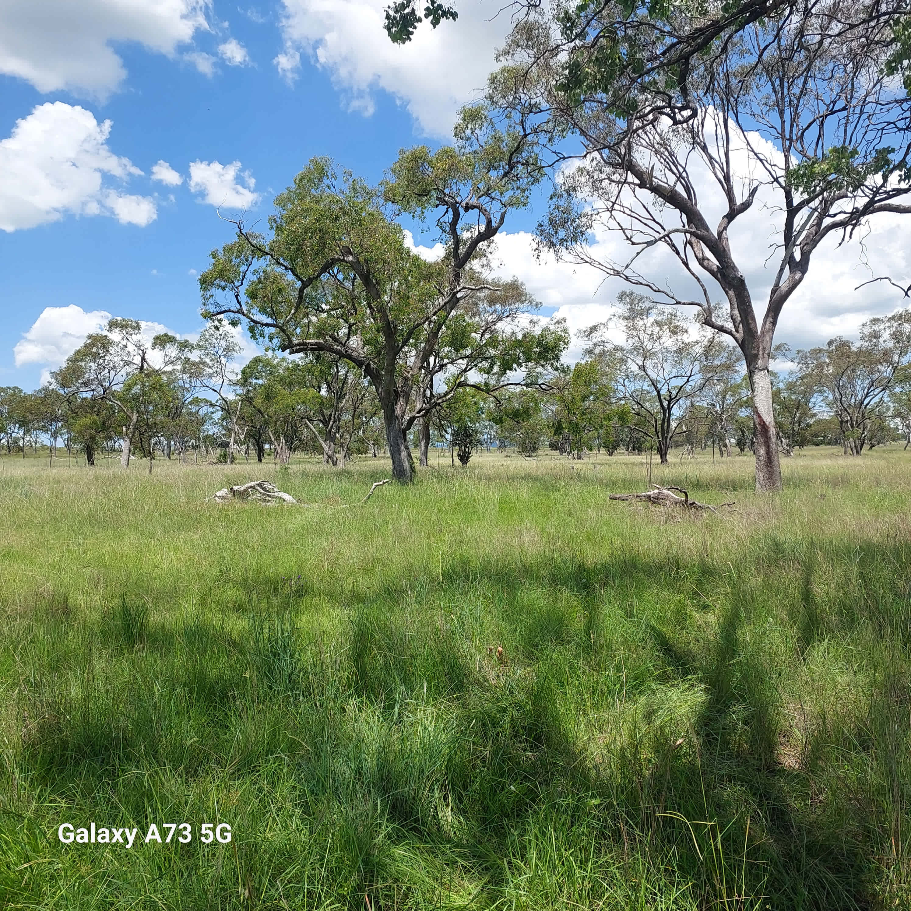 Rosebud Farmlet at Junabee Qld