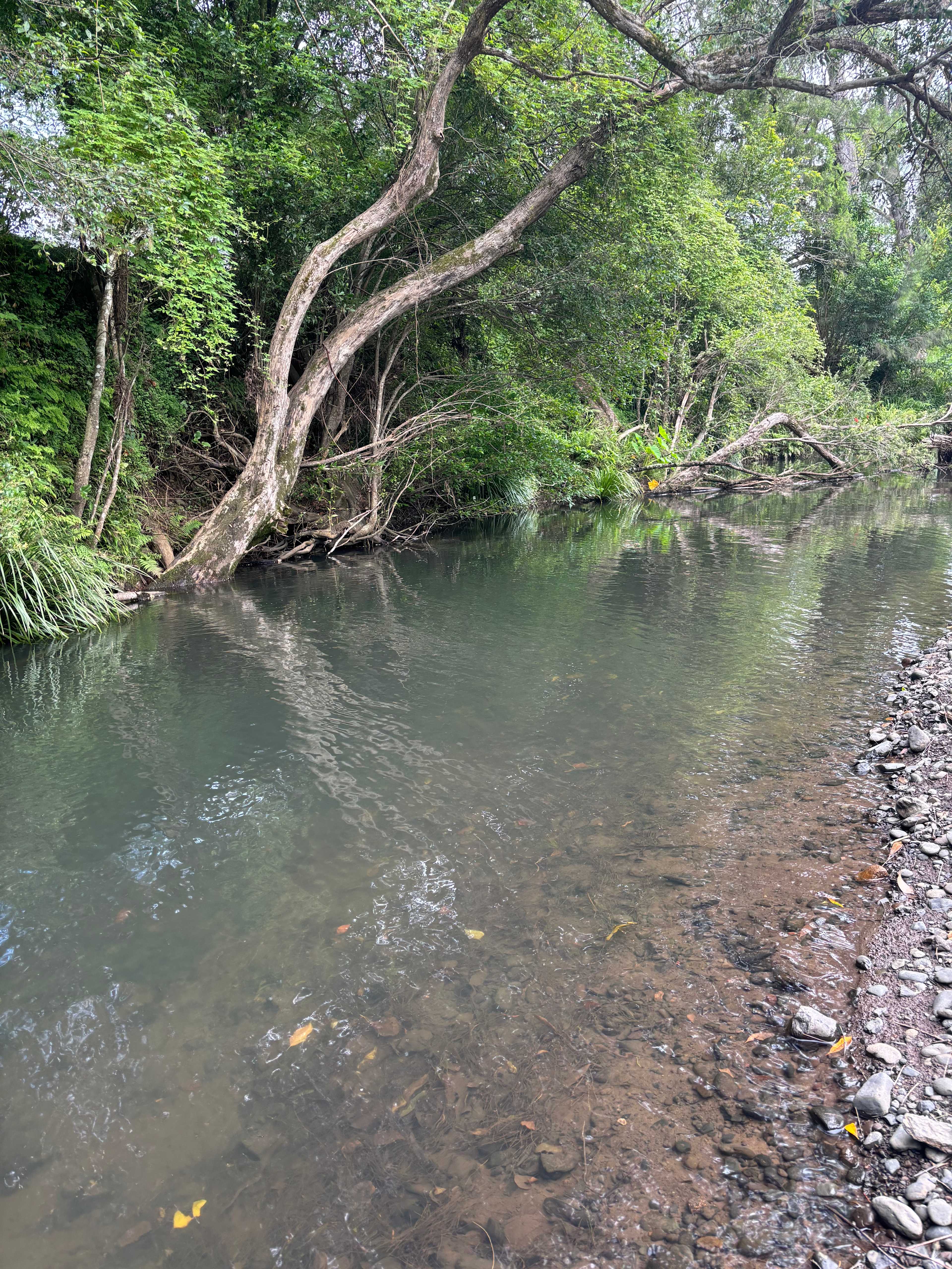 Border Ranges Pastoral