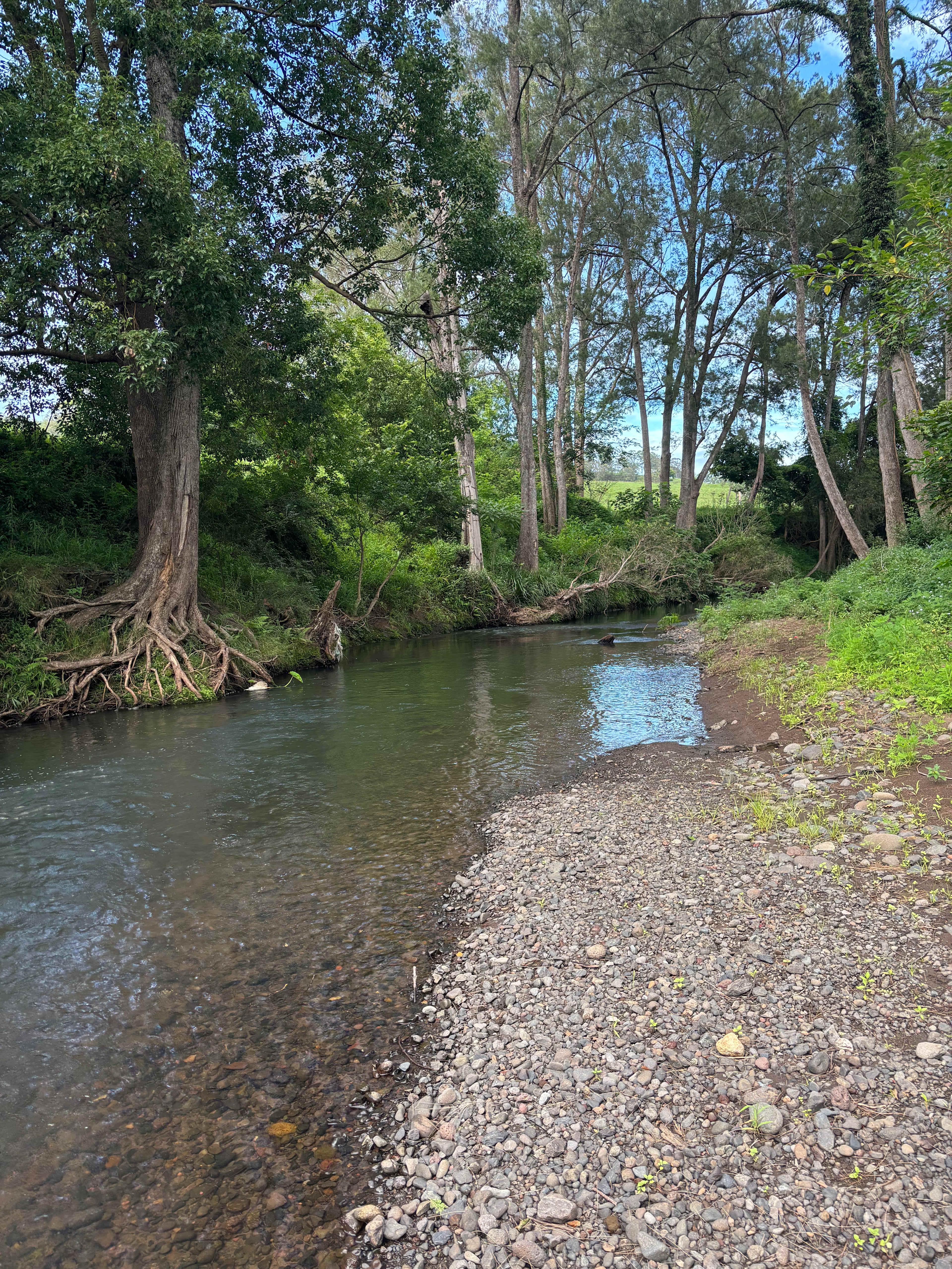 Border Ranges Pastoral