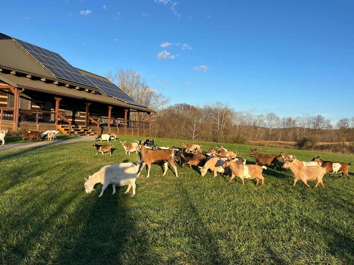 Goat Conspiracy Cabin