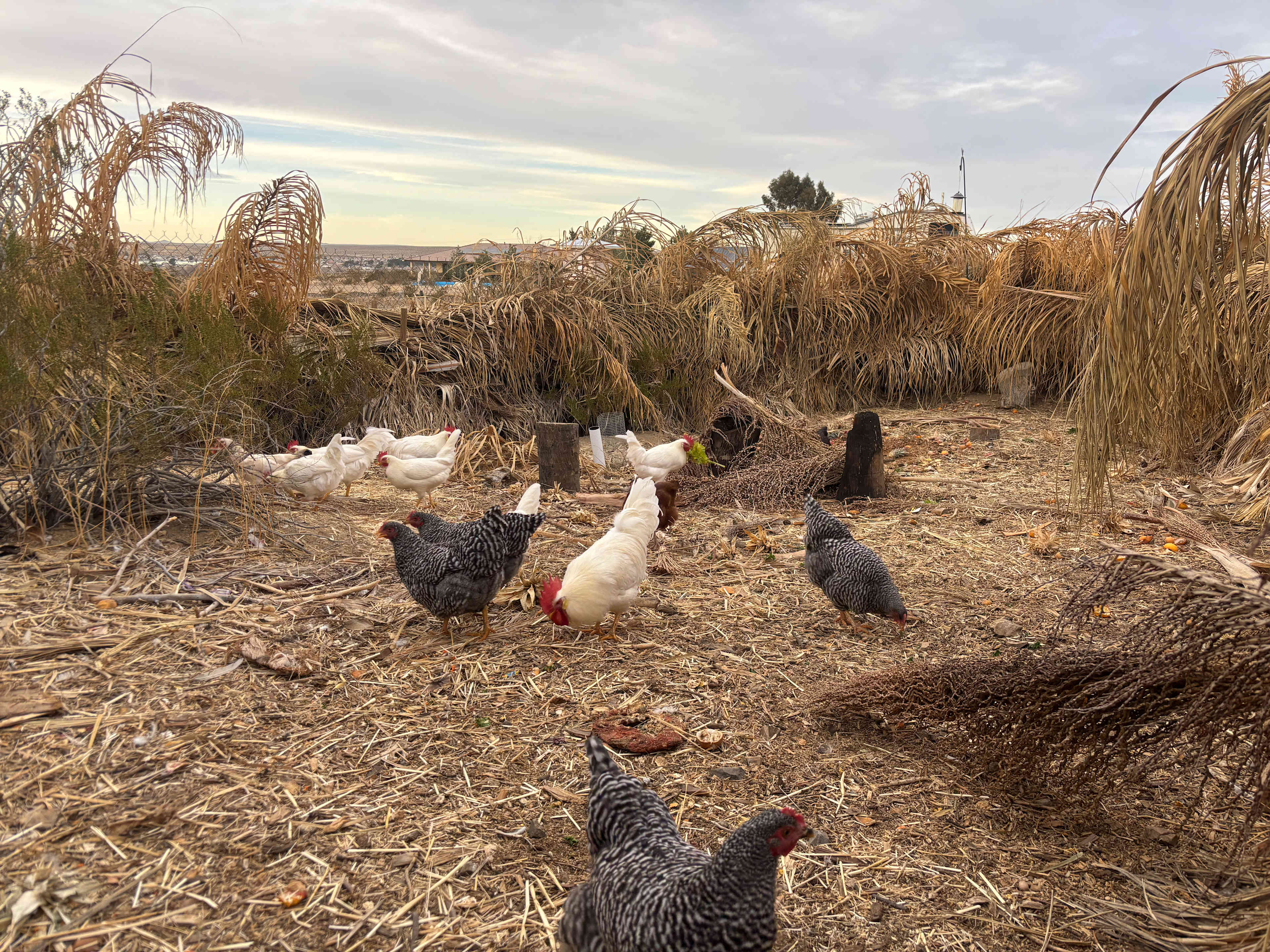 Wild Wash Regenerative Ranch