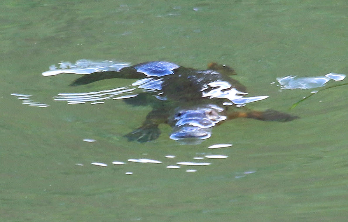 Nimbin Rocks Camping