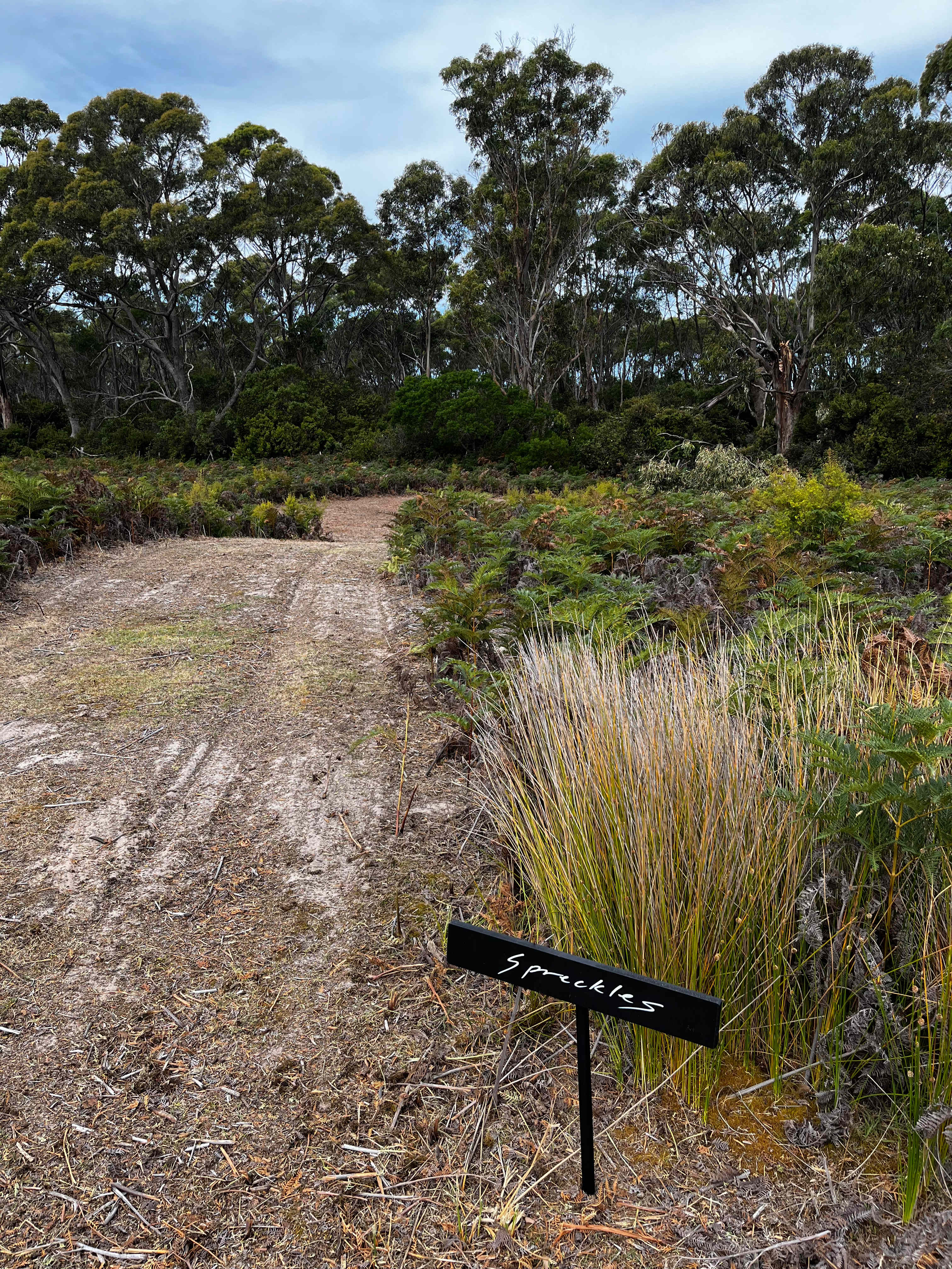 Bruny Island Long Neck