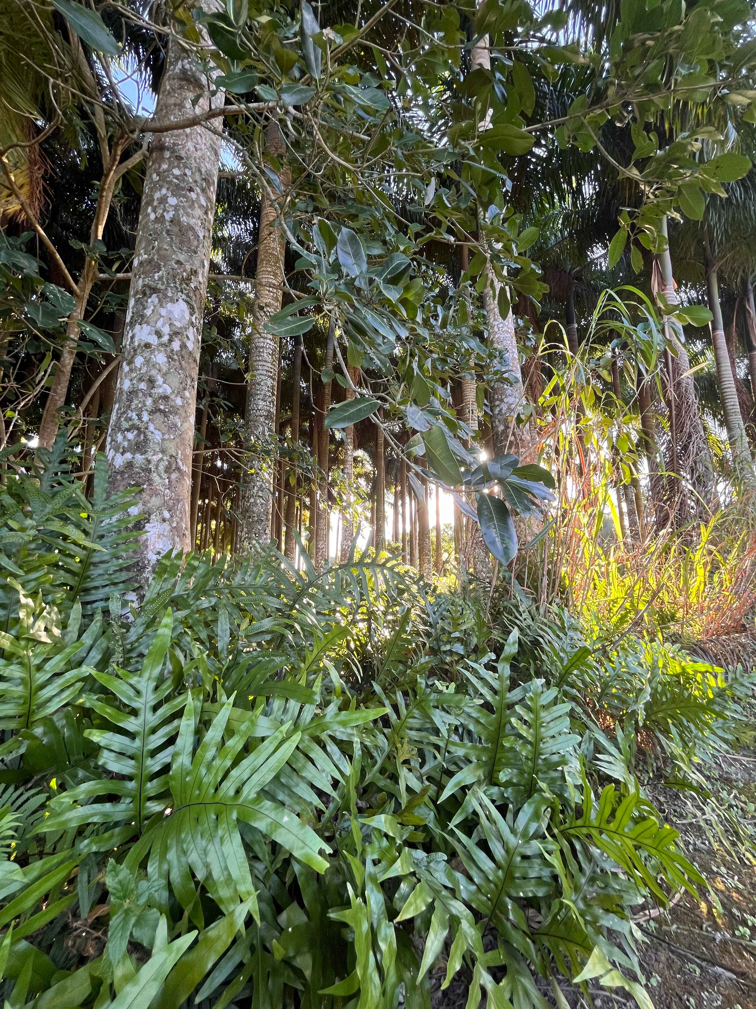 Redlands Palmgrove