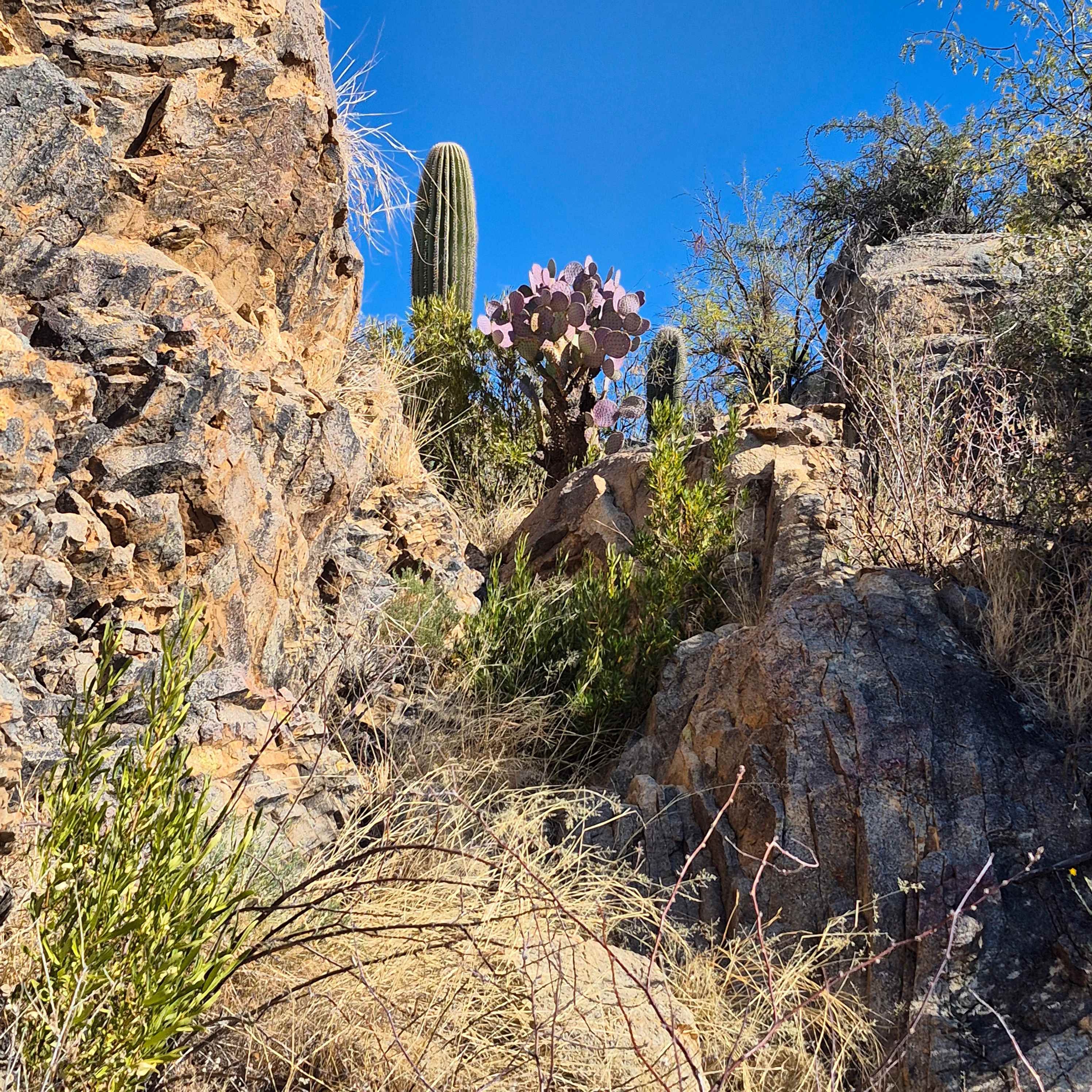 Epic Private 300 Acre Saguaro Park