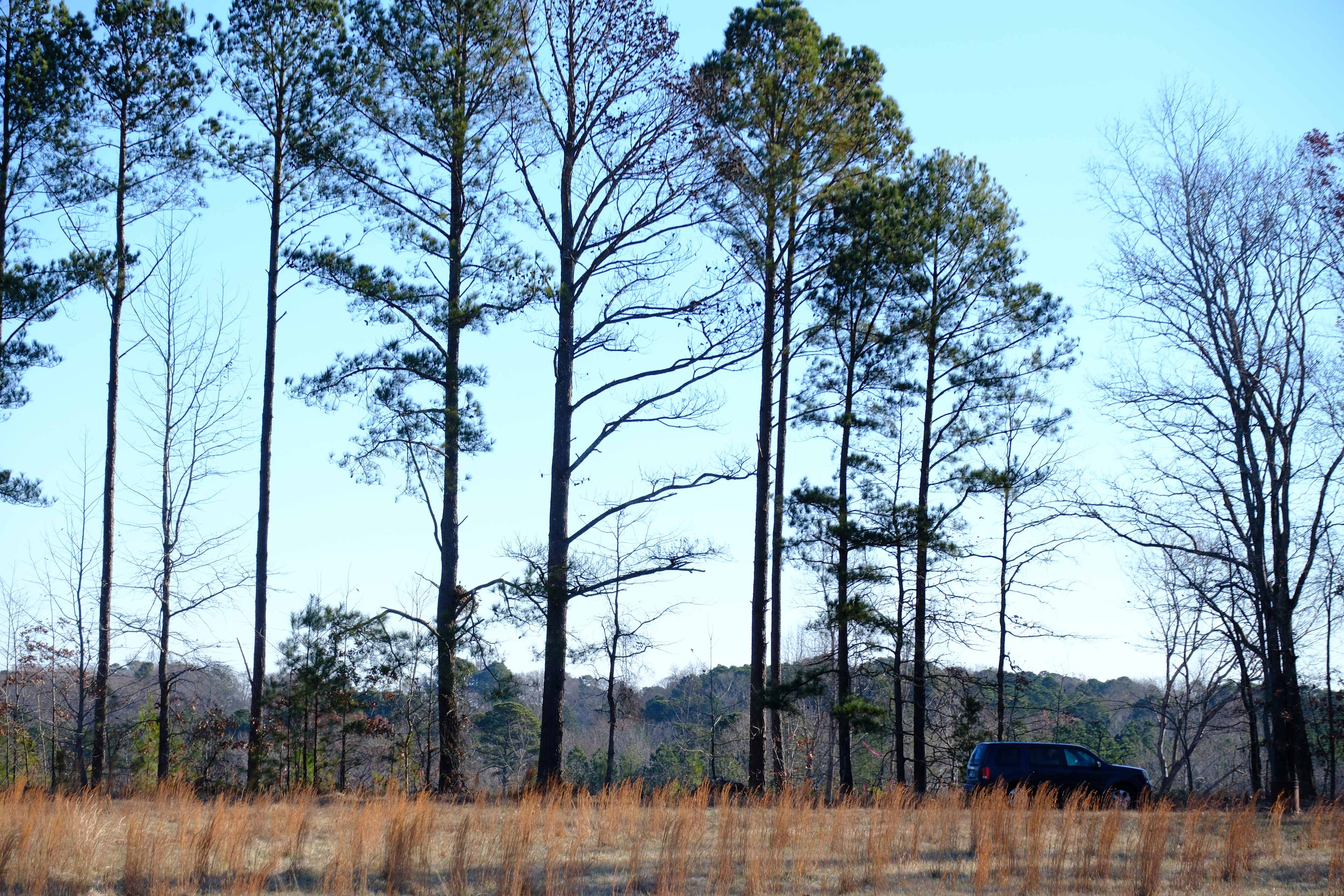 The Pint Sized Pasture