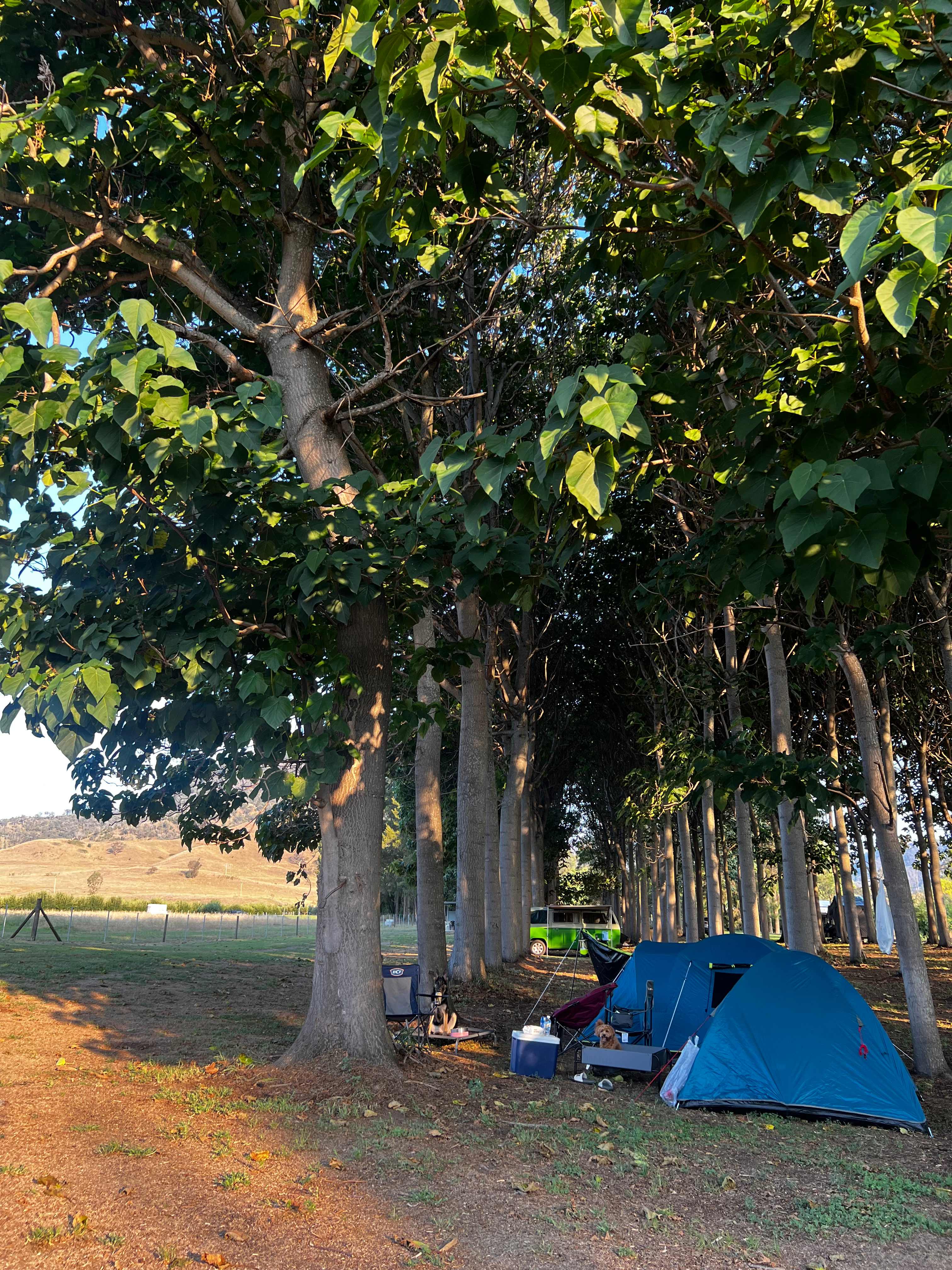 Roma Orchard - Hunter Valley