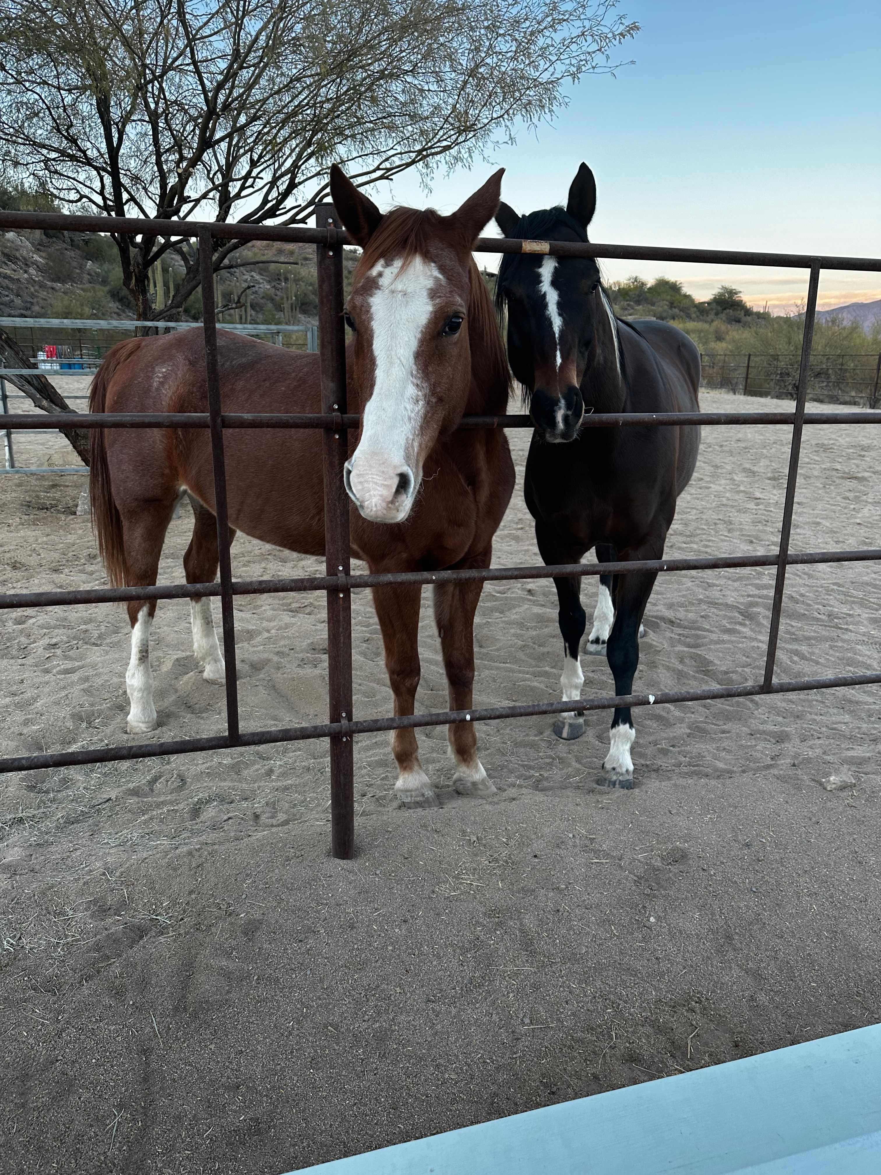 Cave Creek Quiet Homestead