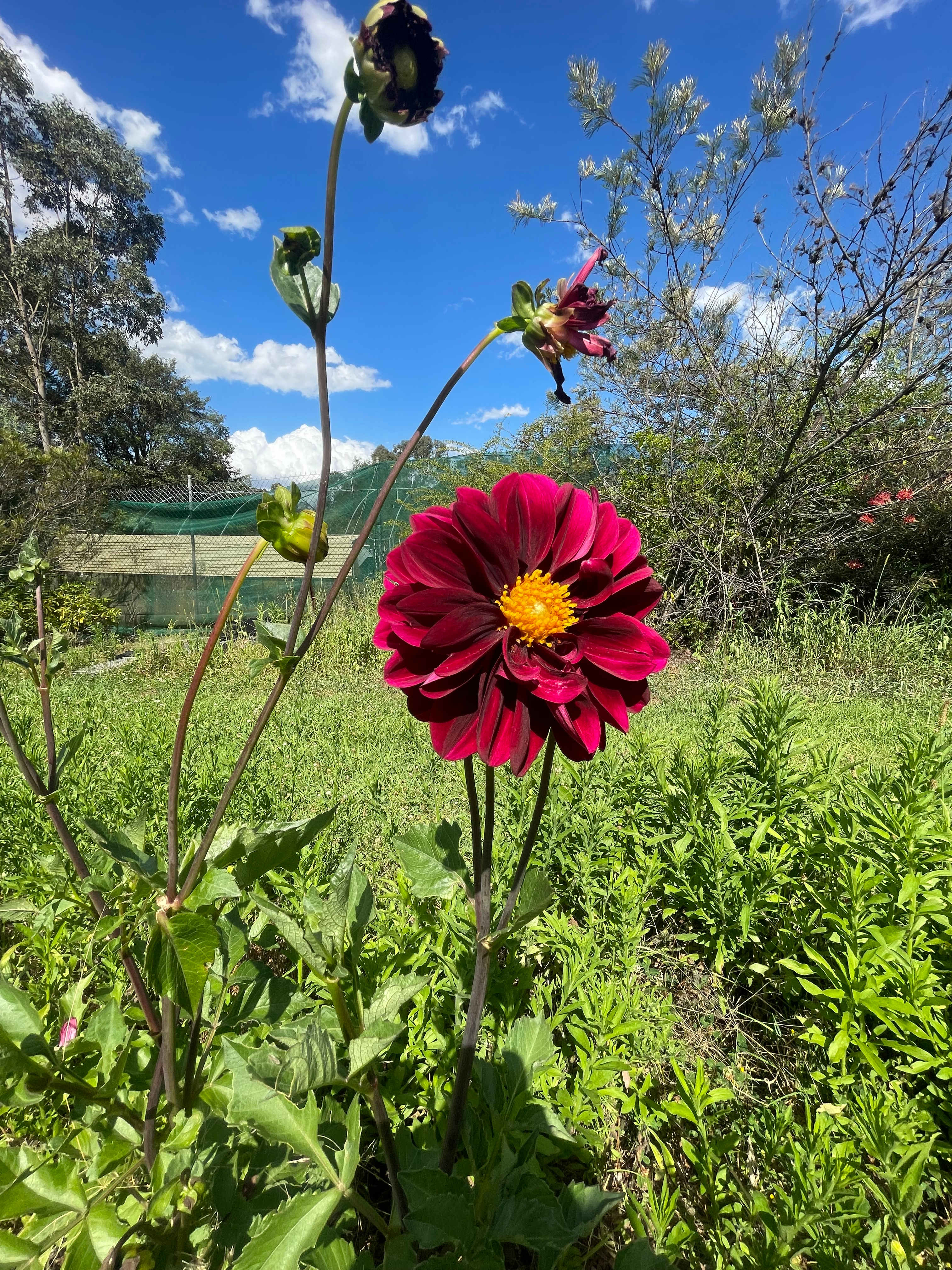 Silky Oaks Flower Farm