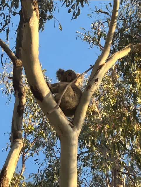 One of the resident locals