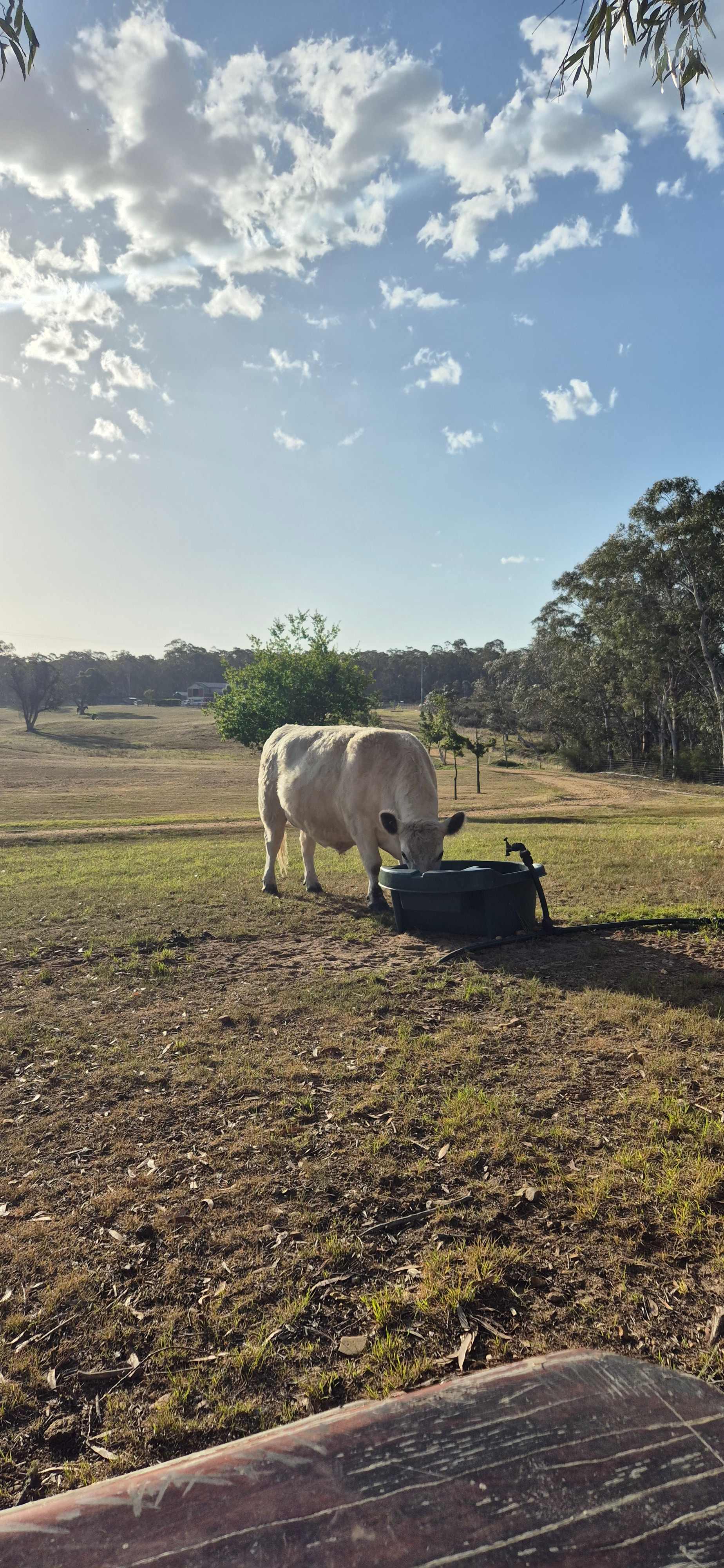 Truffle Farm Camping