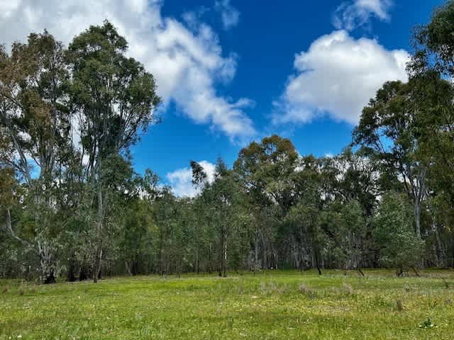 Amaroo On McLays