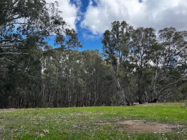 Amaroo On McLays