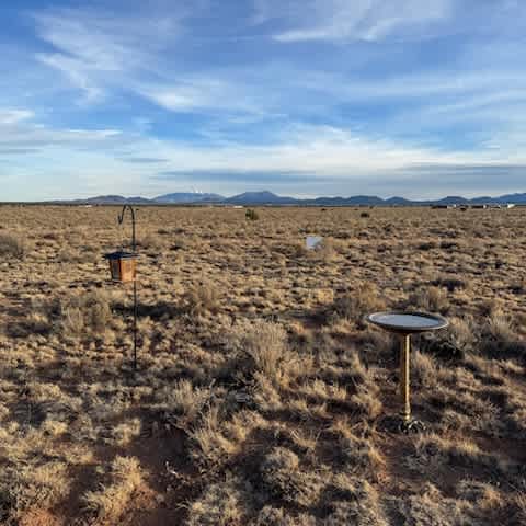 Bird feeder and bird bath at the site.