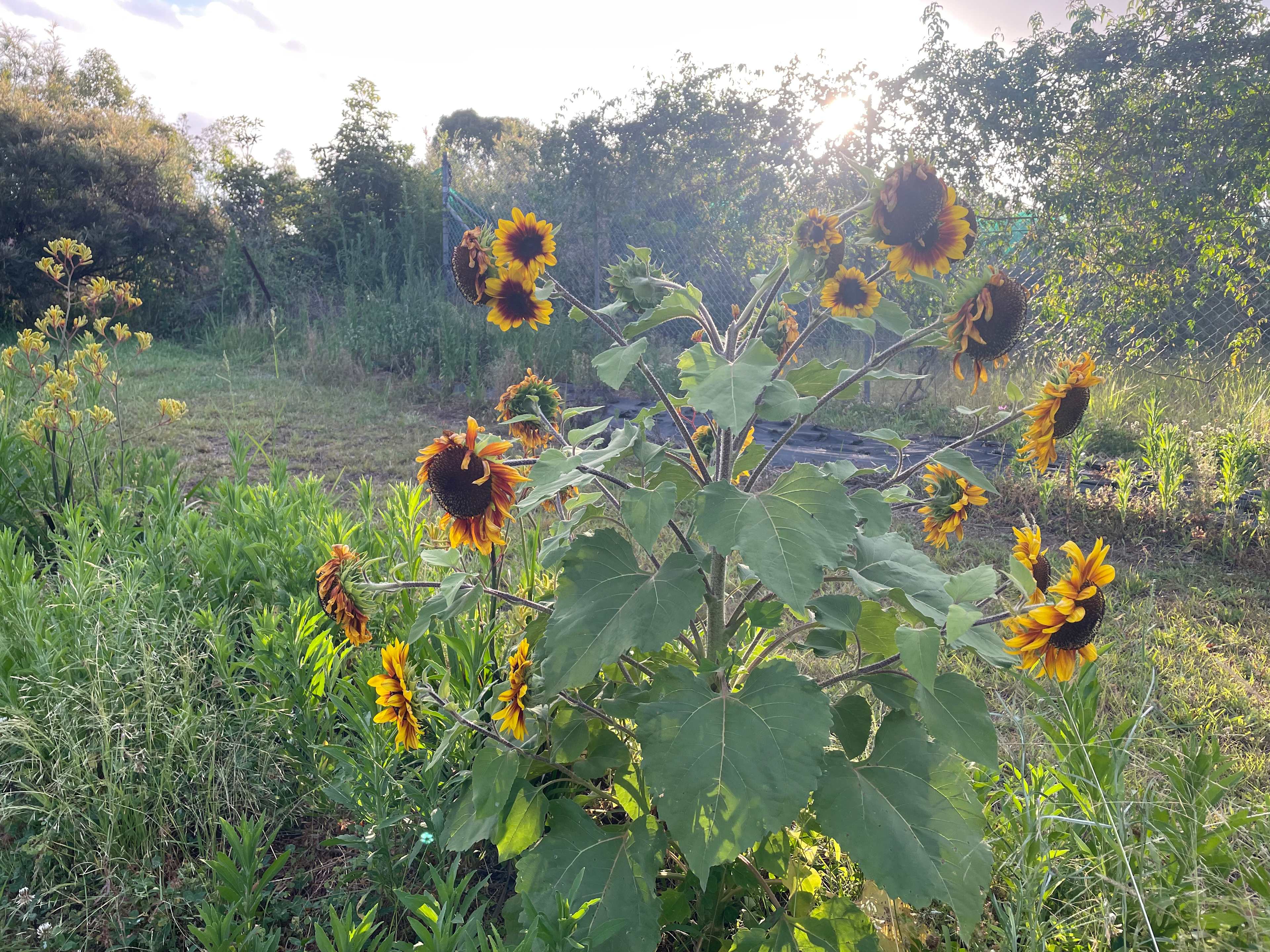 Silky Oaks Flower Farm